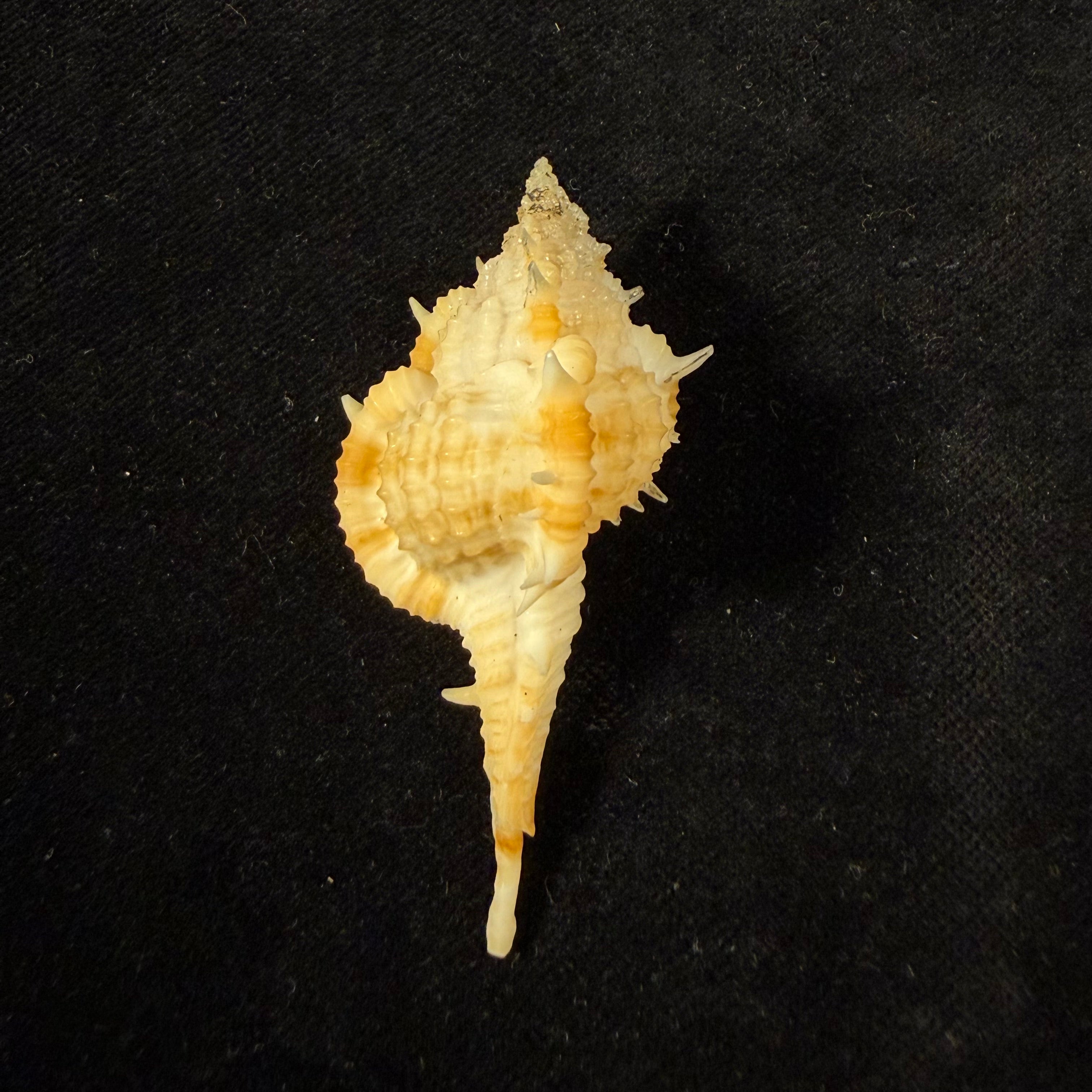 Vokesimurex cf. olssoni (Vokes, 1967) - 58,1mm