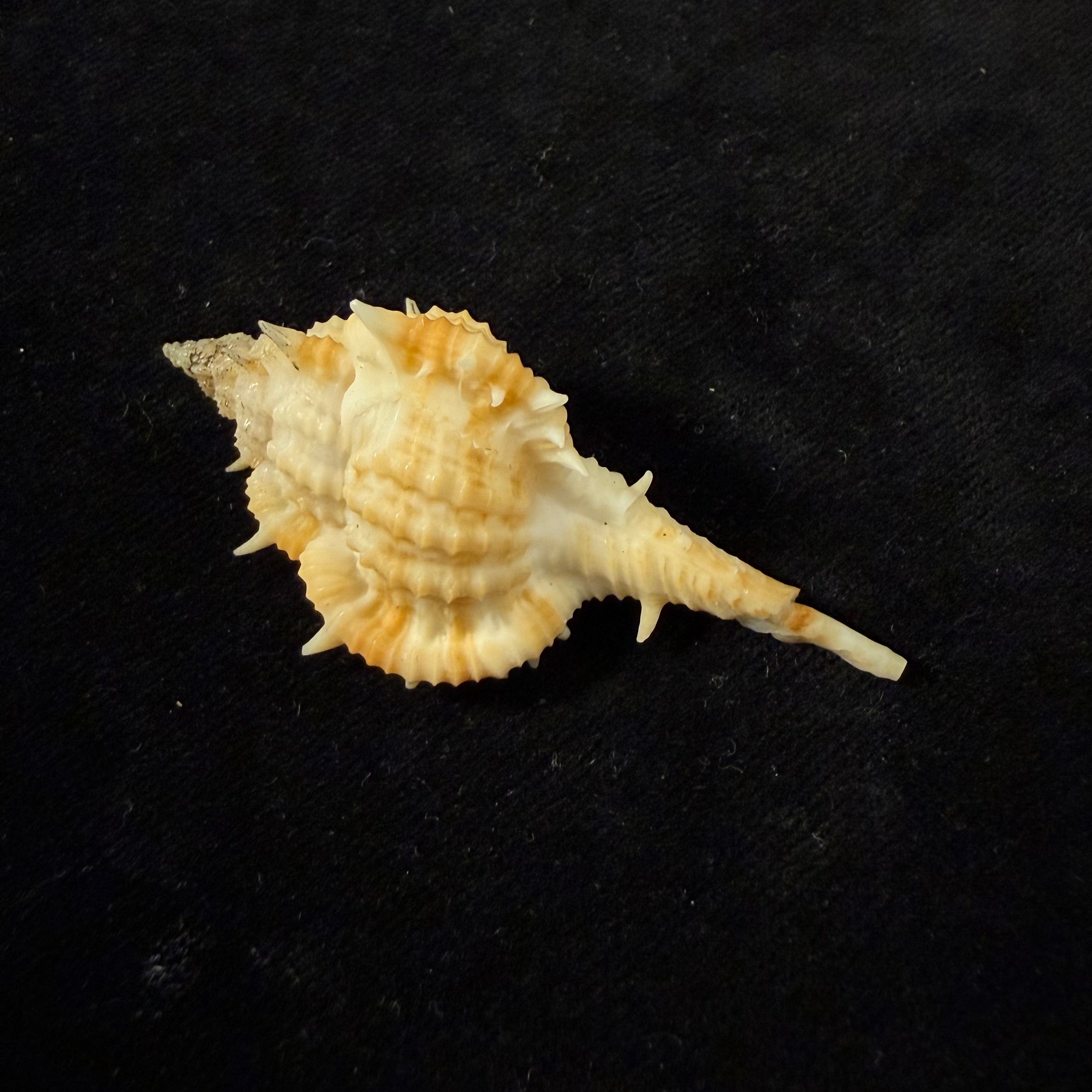 Vokesimurex cf. olssoni (Vokes, 1967) - 58,1mm