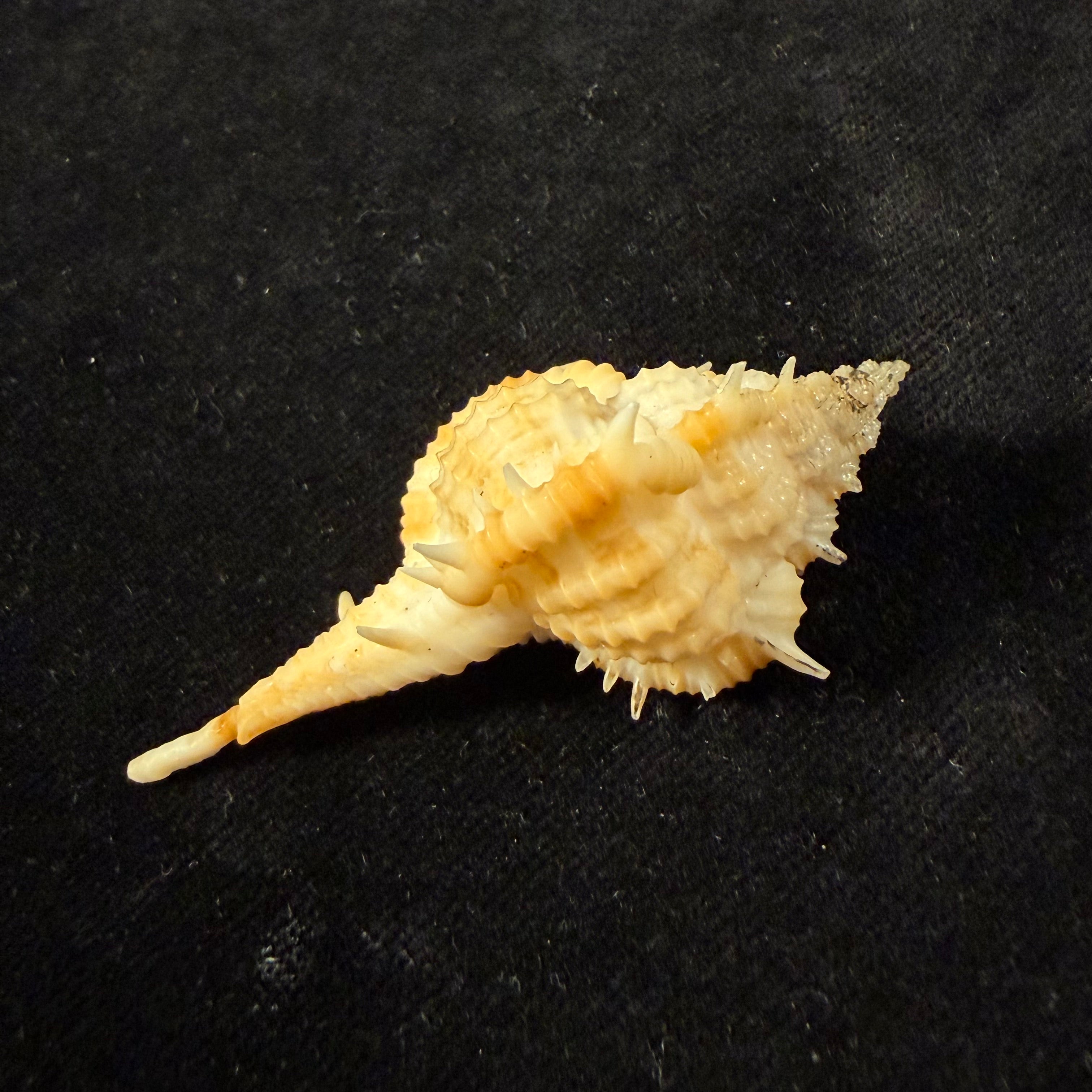 Vokesimurex cf. olssoni (Vokes, 1967) - 58,1mm