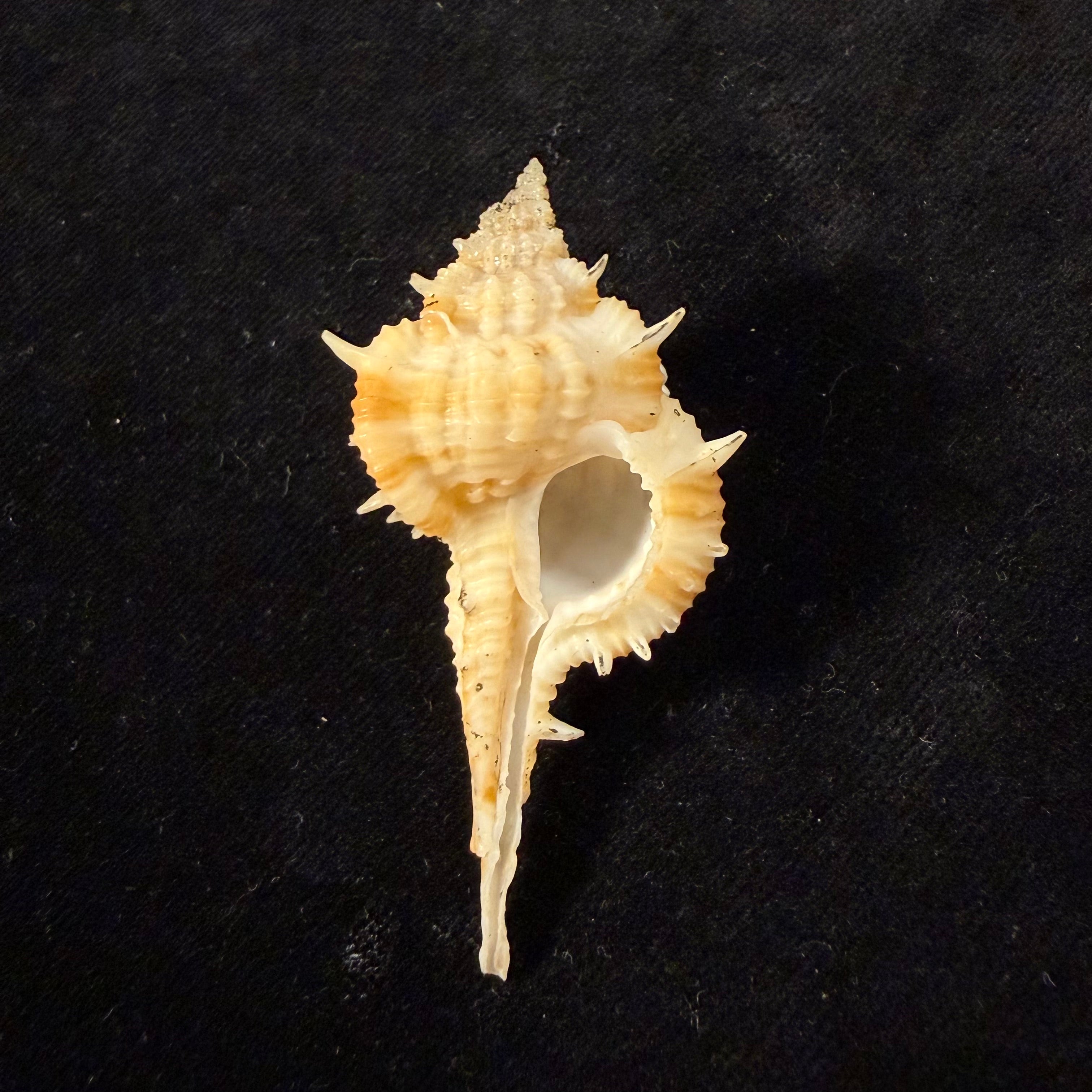 Vokesimurex cf. olssoni (Vokes, 1967) - 58,1mm