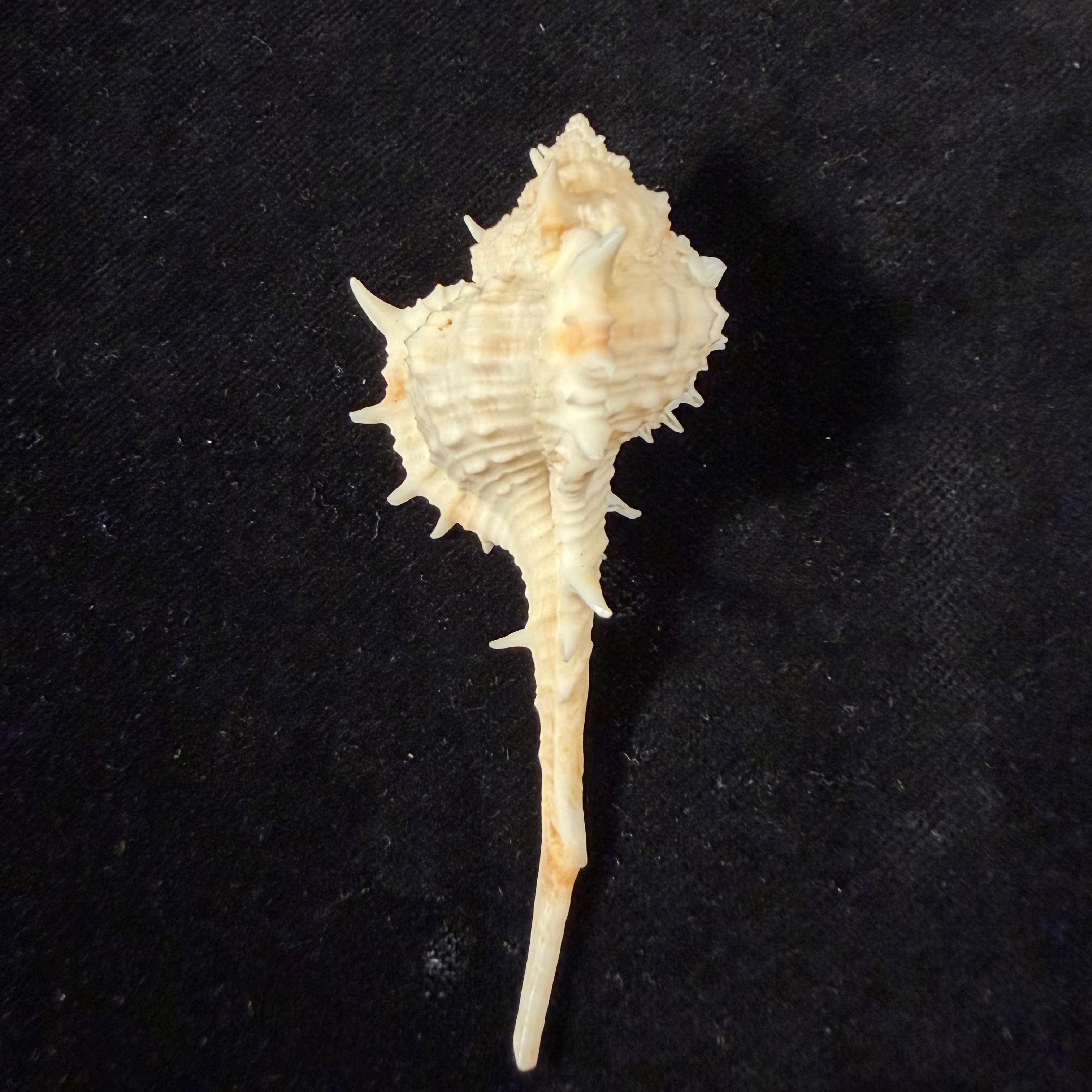 Vokesimurex samui (Petuch, 1987) - 79,5mm