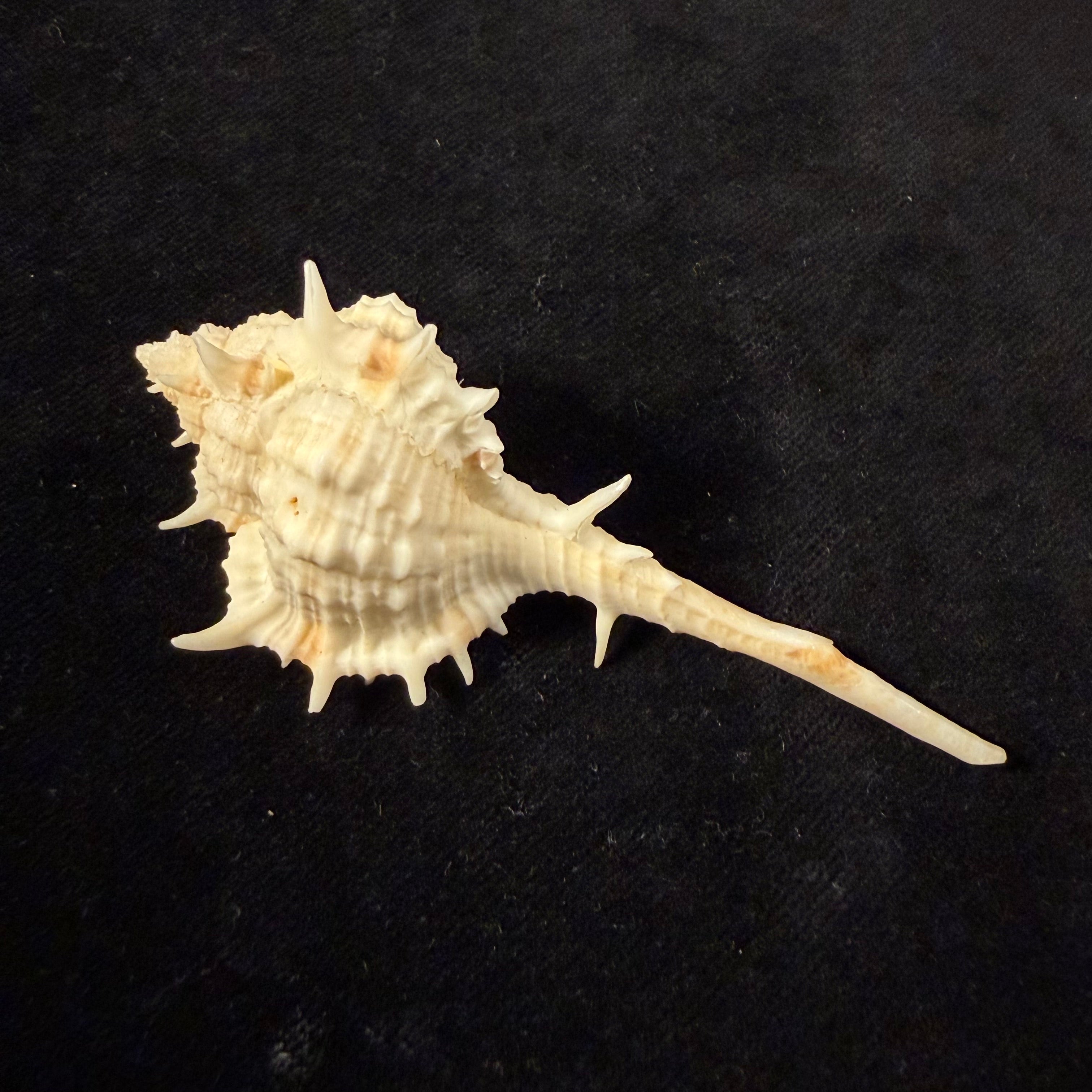 Vokesimurex samui (Petuch, 1987) - 79,5mm
