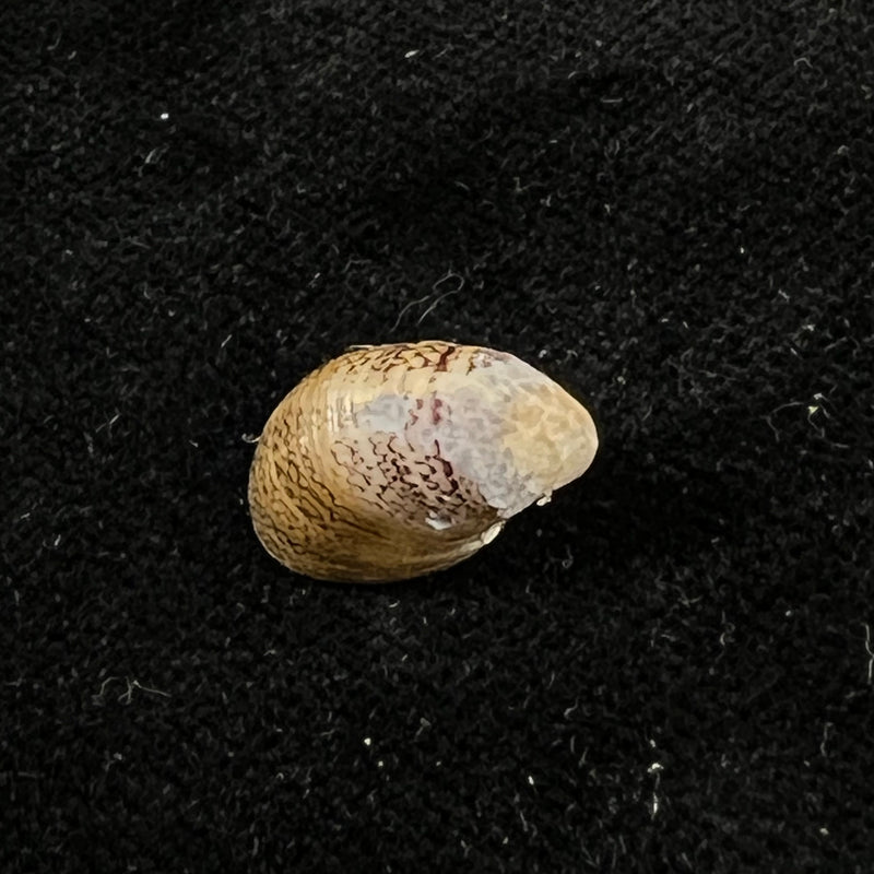 Neripteron pileolus (Récluz, 1850) - 13,4mm