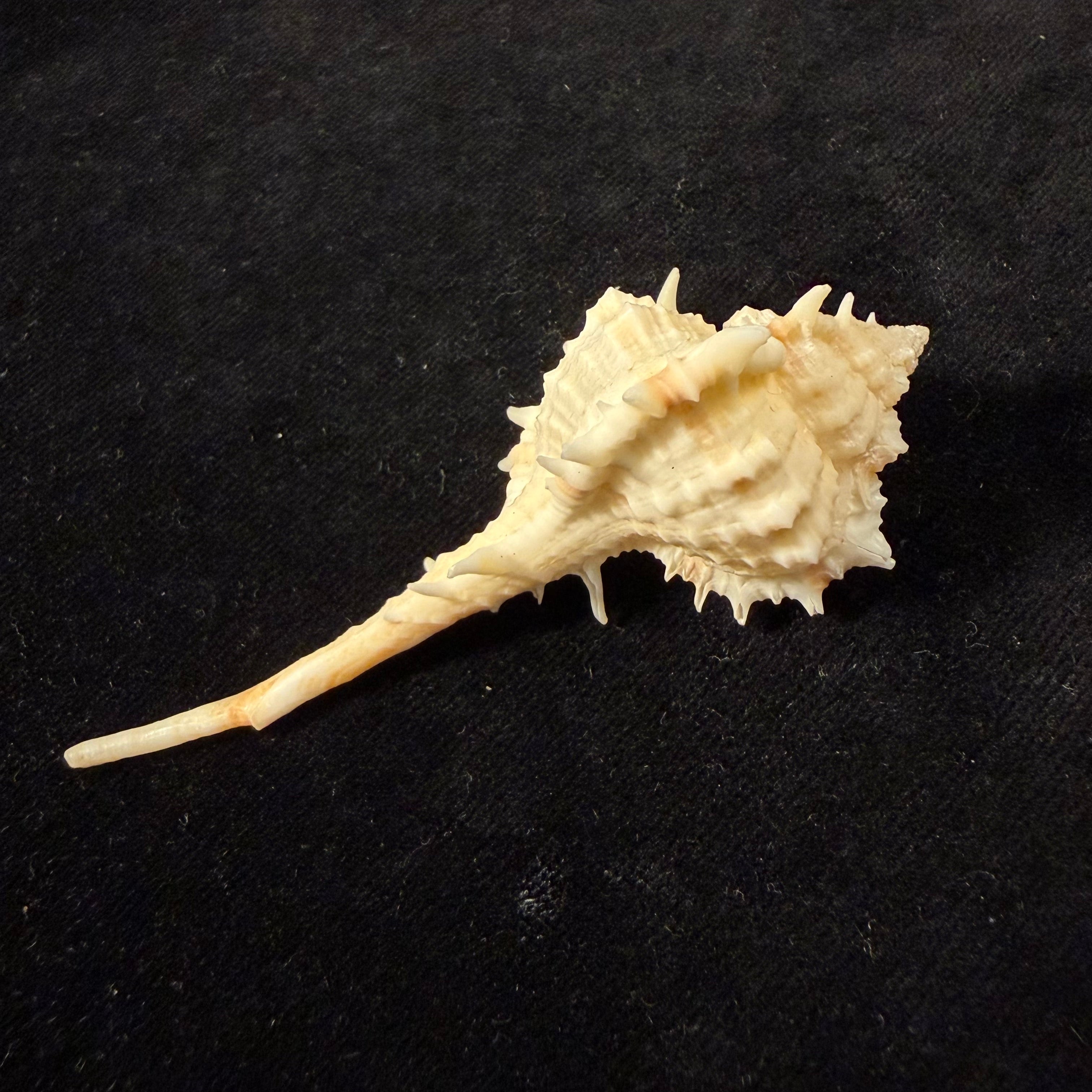 Vokesimurex samui (Petuch, 1987) - 79,5mm