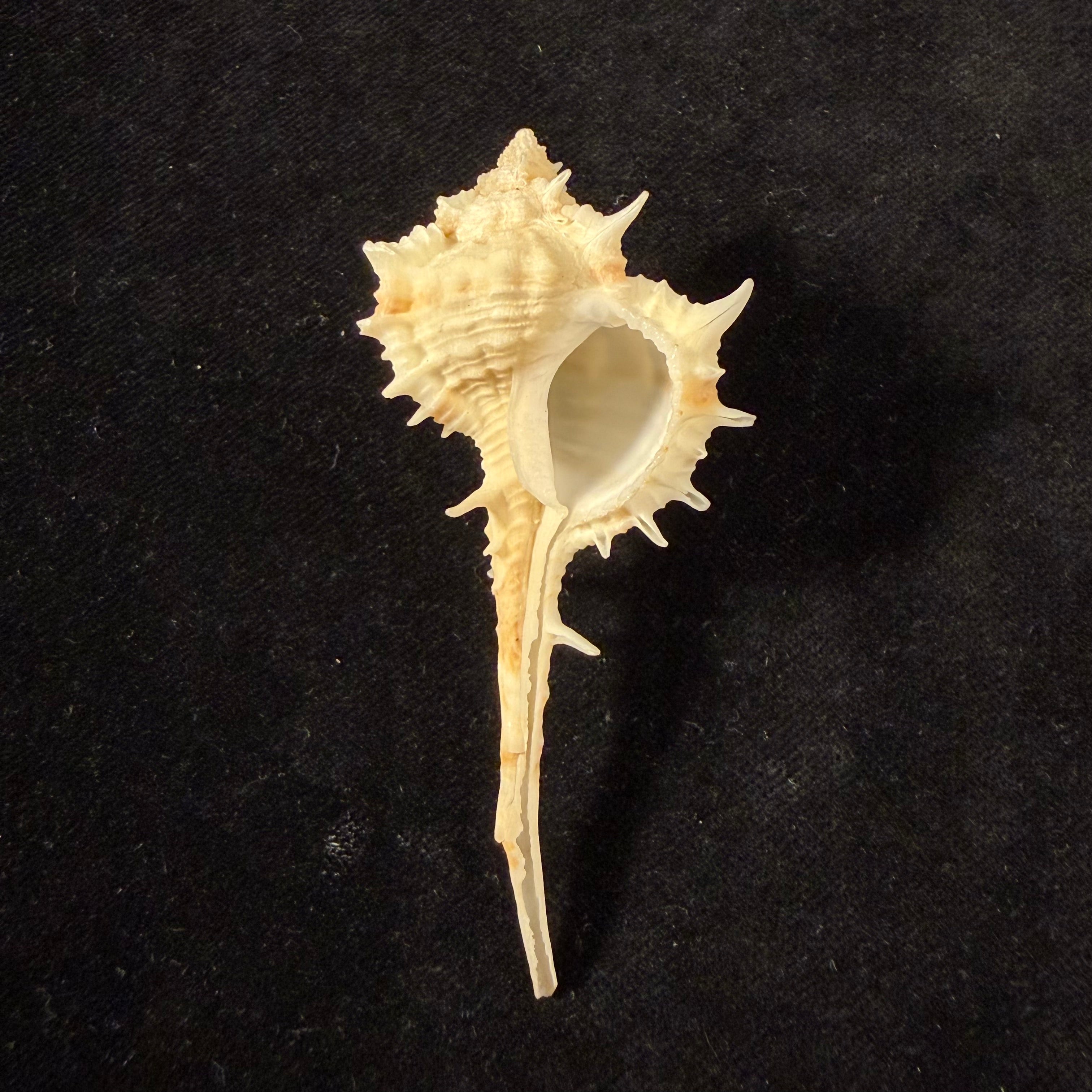 Vokesimurex samui (Petuch, 1987) - 79,5mm