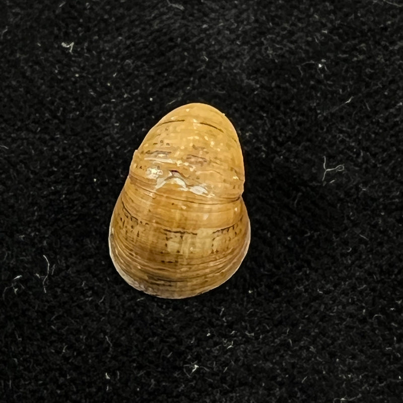 Neripteron pileolus (Récluz, 1850) - 14,6mm