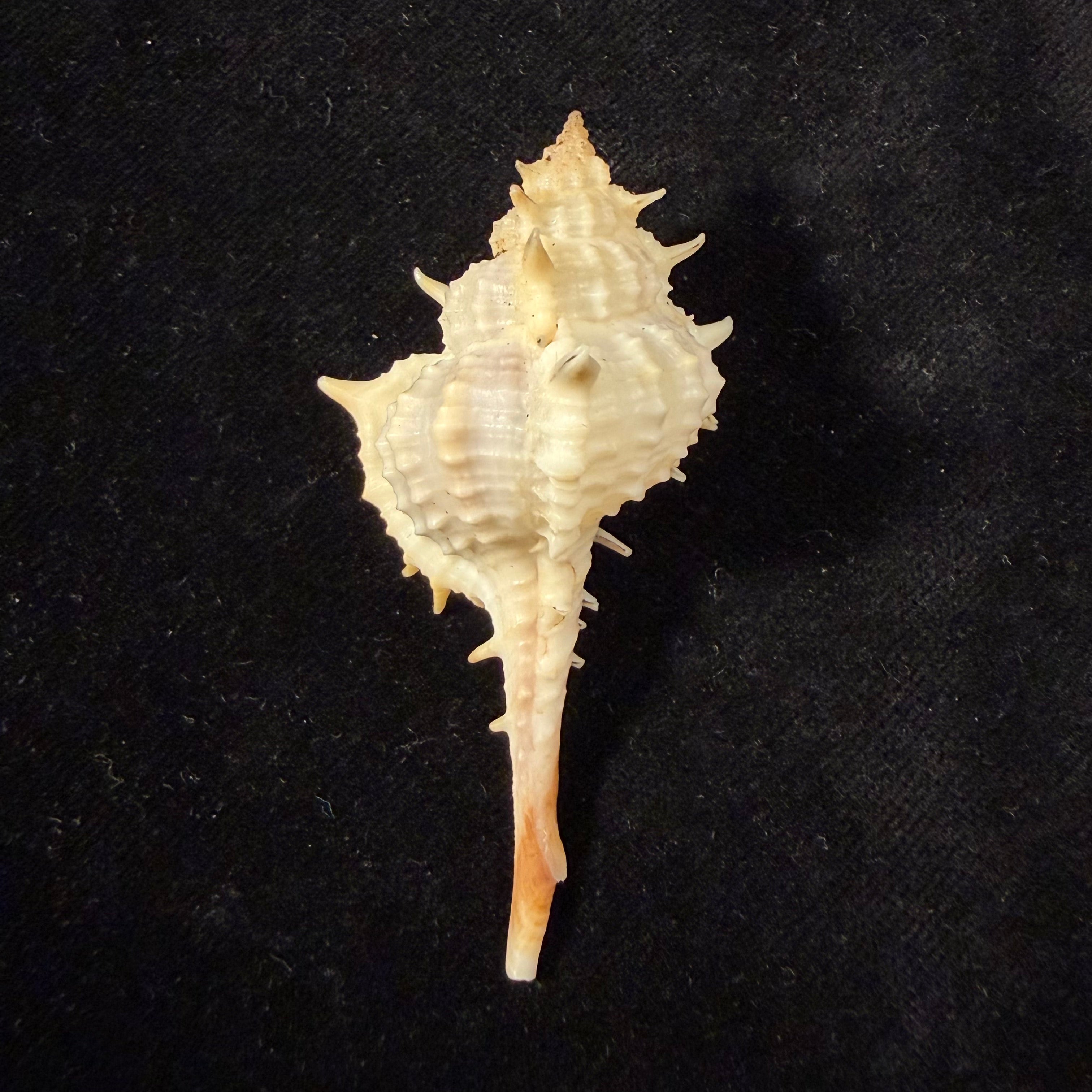 Vokesimurex bayeri  Petuch,2001 - 85,8mm (Cópia)