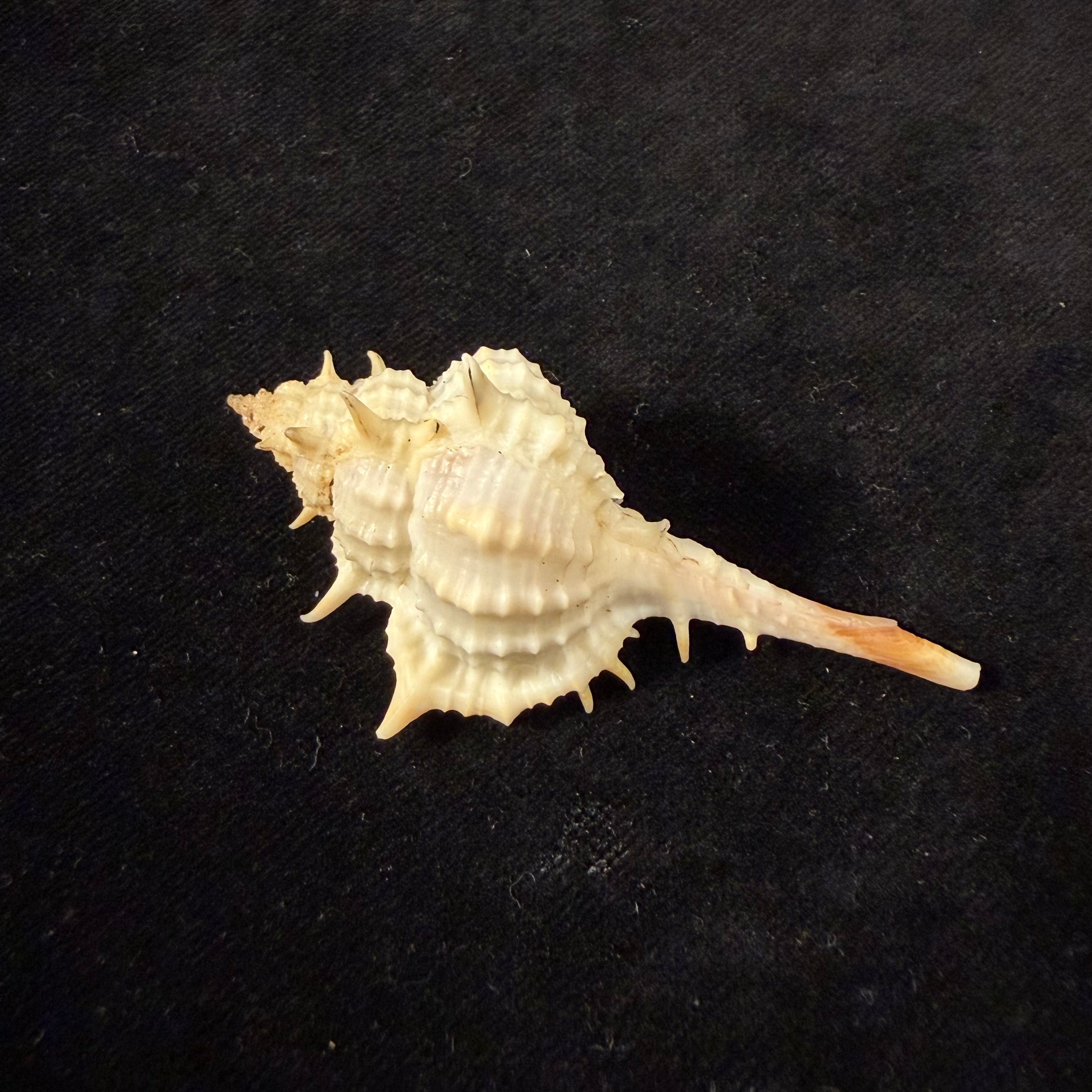 Vokesimurex bayeri  Petuch,2001 - 85,8mm (Cópia)