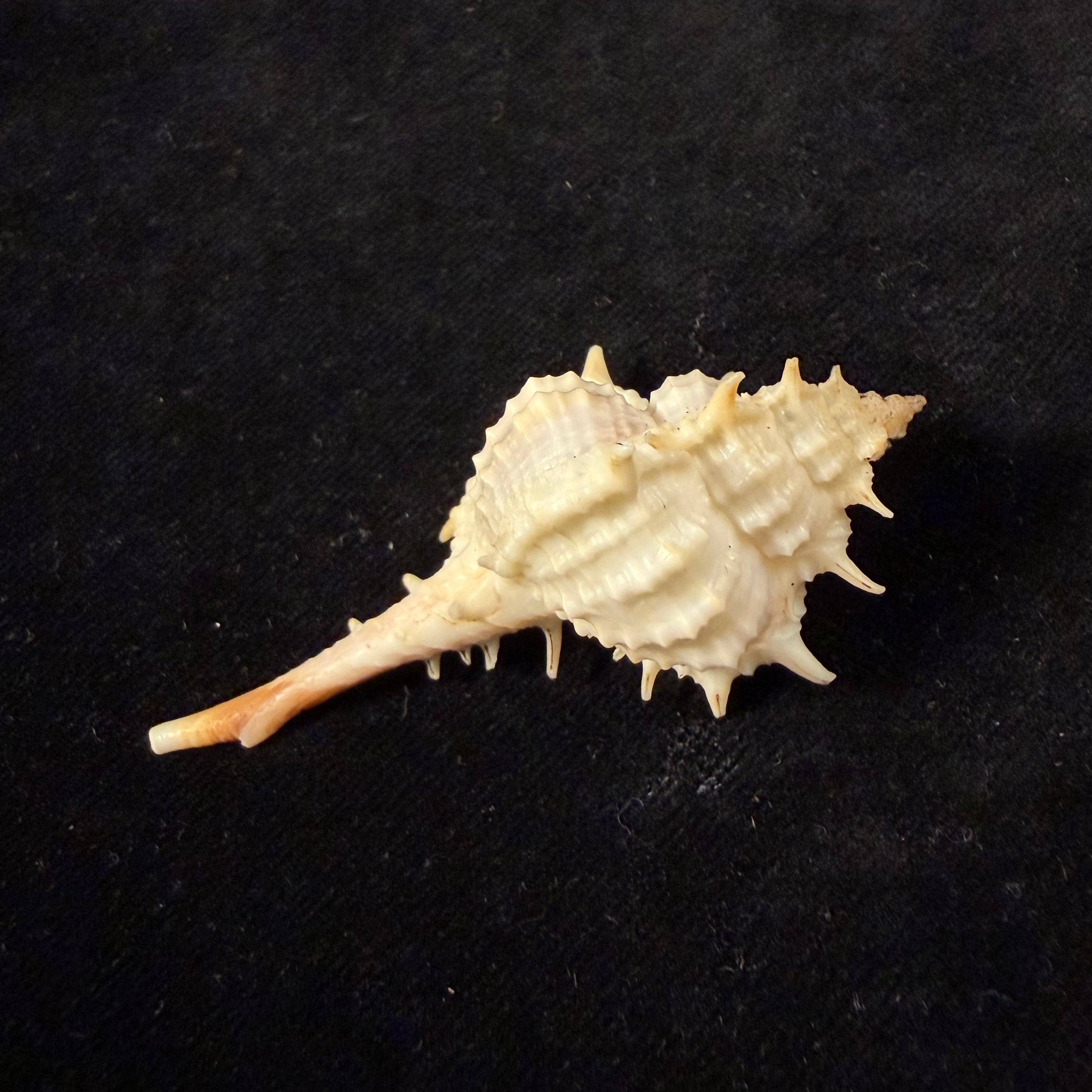 Vokesimurex bayeri  Petuch,2001 - 85,8mm (Cópia)