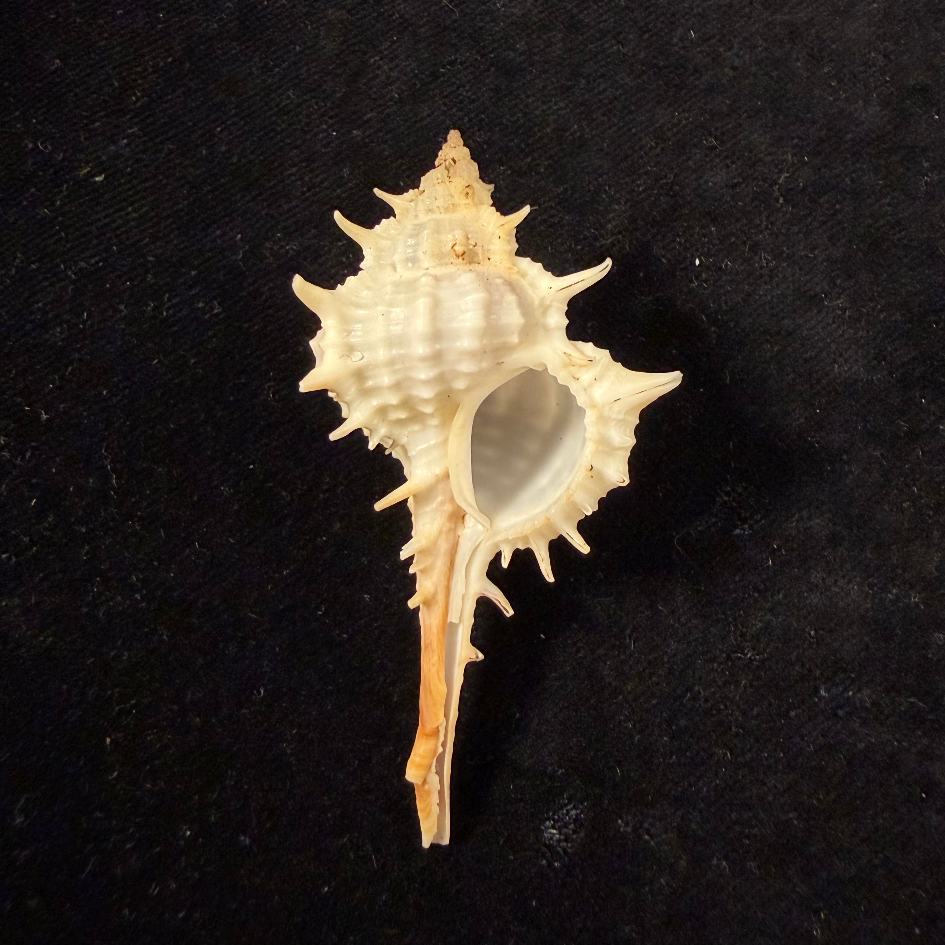 Vokesimurex bayeri  Petuch,2001 - 85,8mm (Cópia)