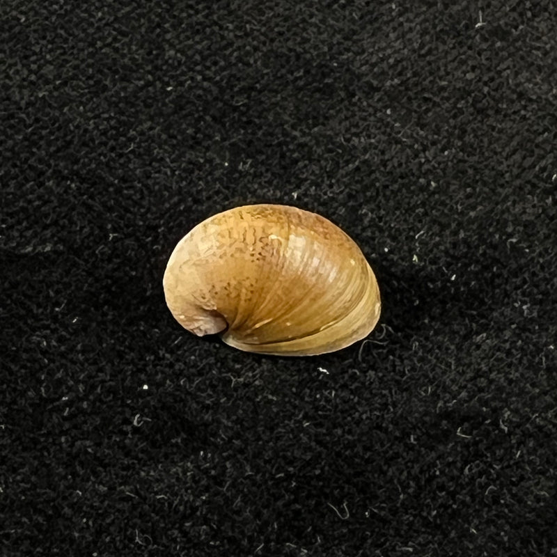 Neripteron pileolus (Récluz, 1850) - 13,7mm