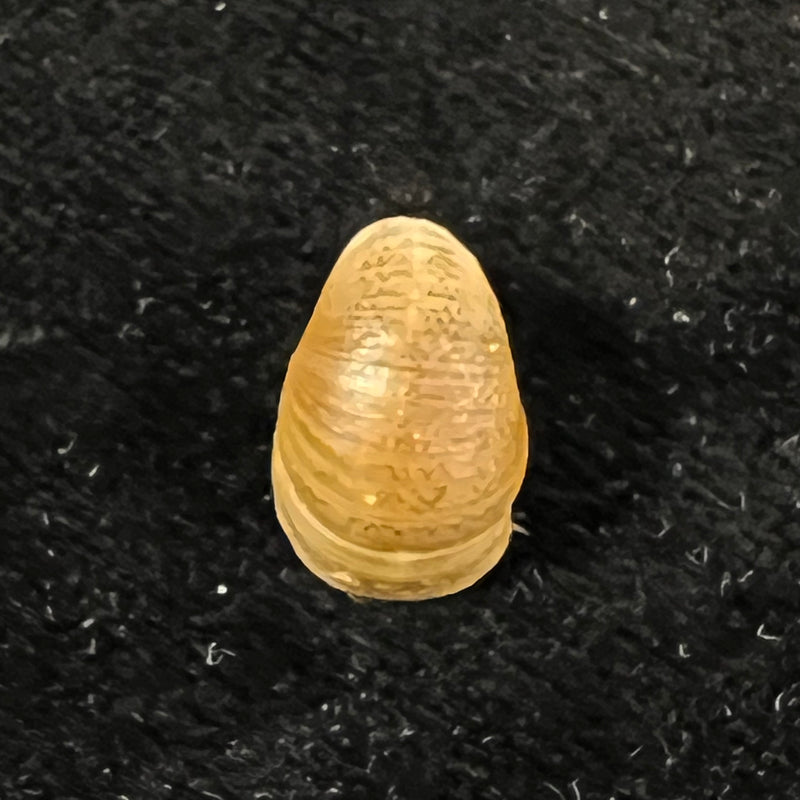Neripteron pileolus (Récluz, 1850) - 13,7mm