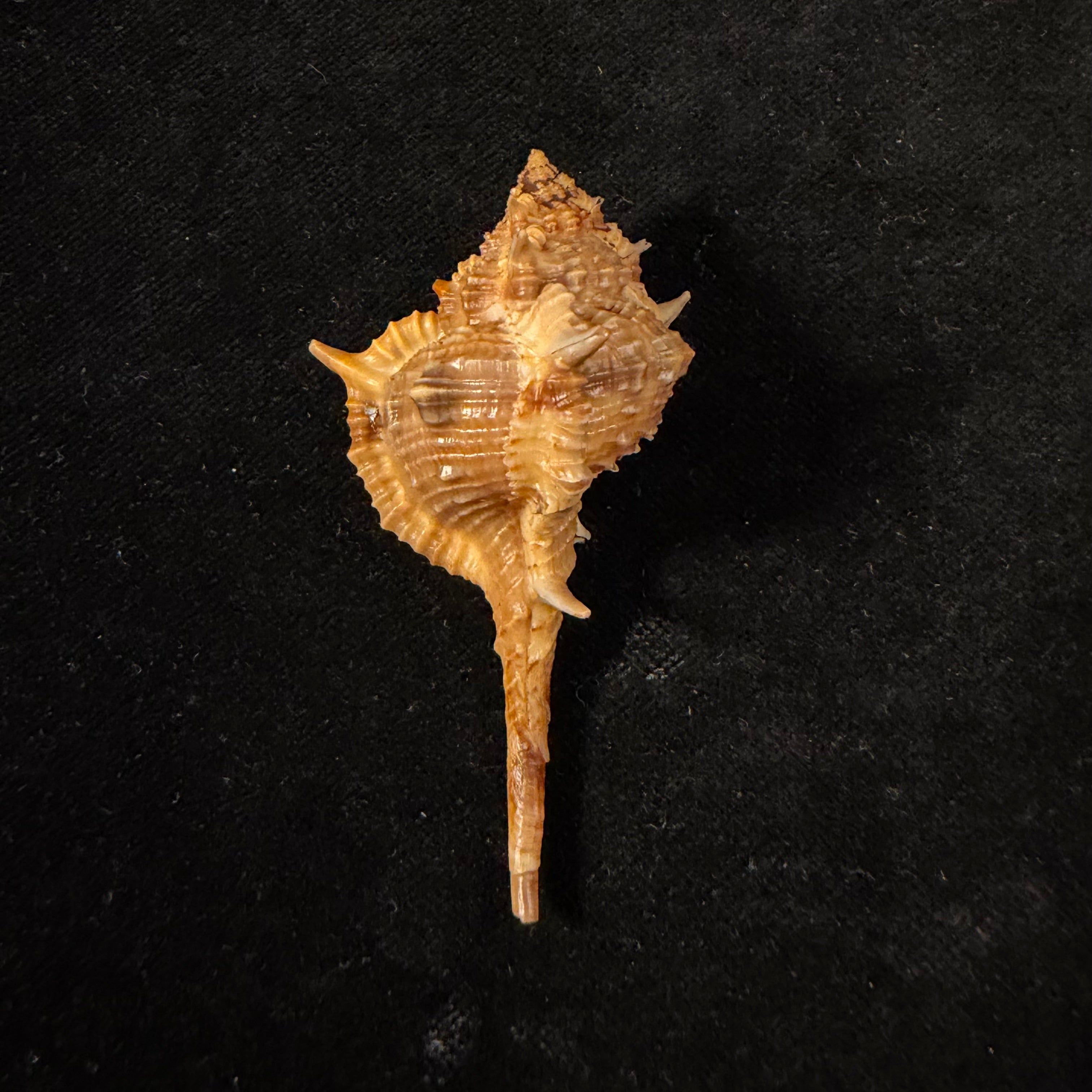Vokesimurex cf. garciai (Petuch, 1987) - 62mm