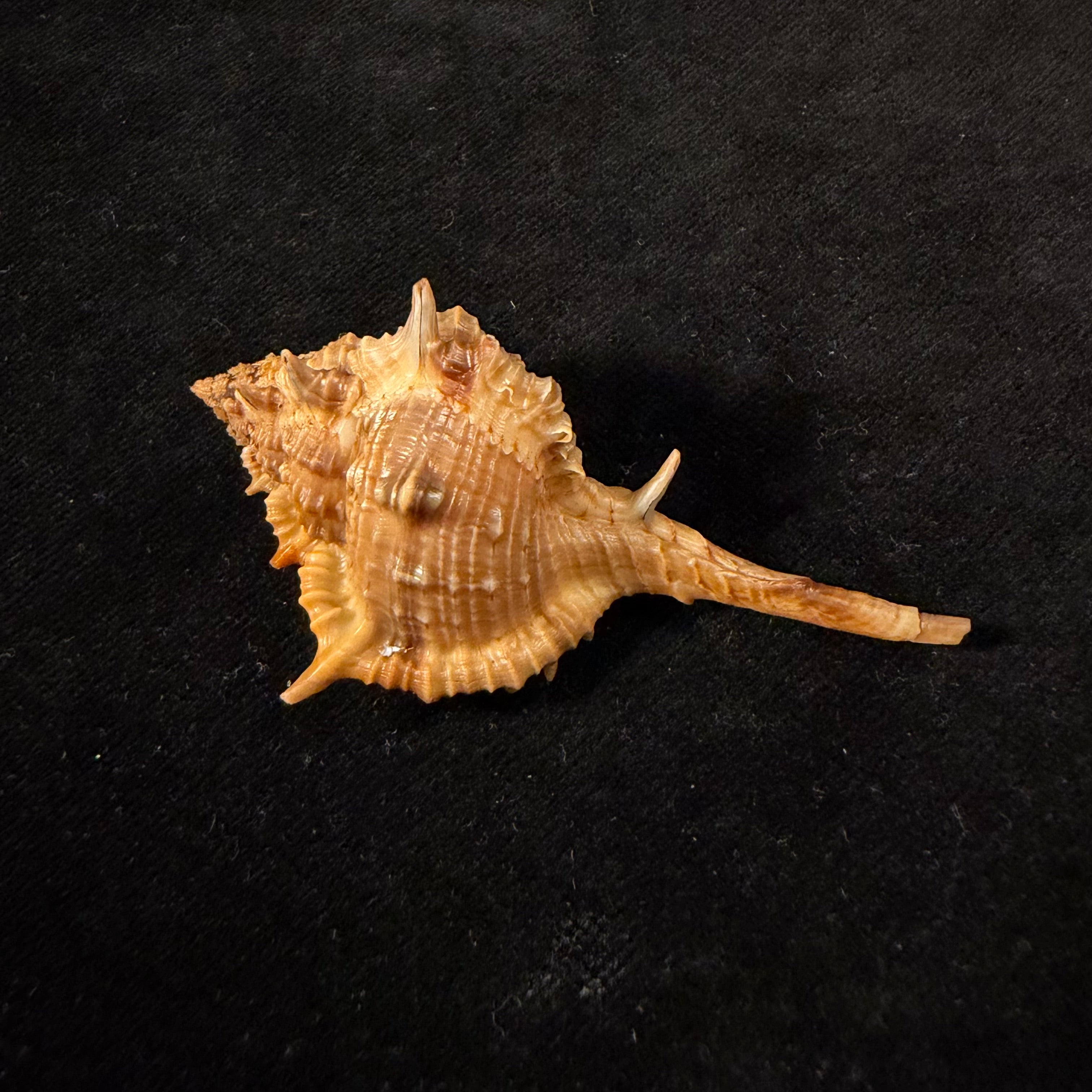 Vokesimurex cf. garciai (Petuch, 1987) - 62mm