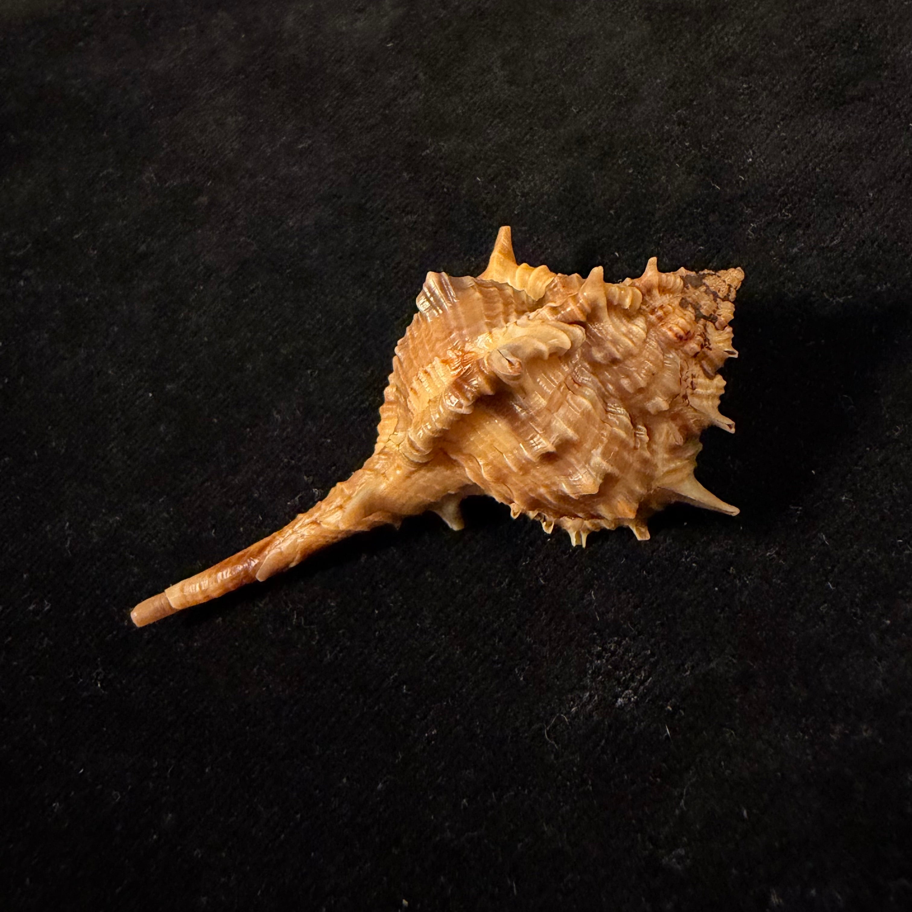 Vokesimurex cf. garciai (Petuch, 1987) - 62mm