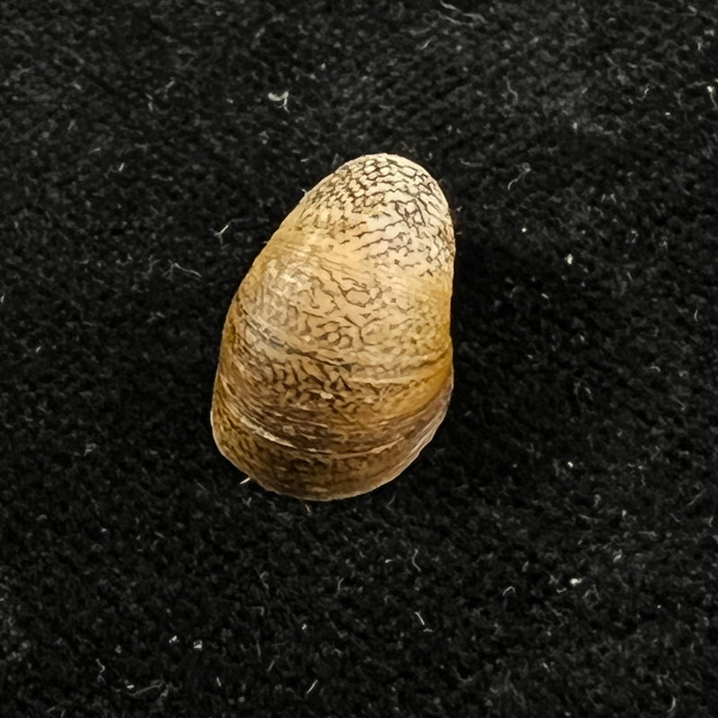 Neripteron pileolus (Récluz, 1850) - 16,4mm