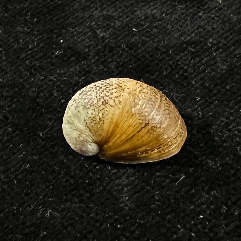 Neripteron pileolus (Récluz, 1850) - 16,4mm