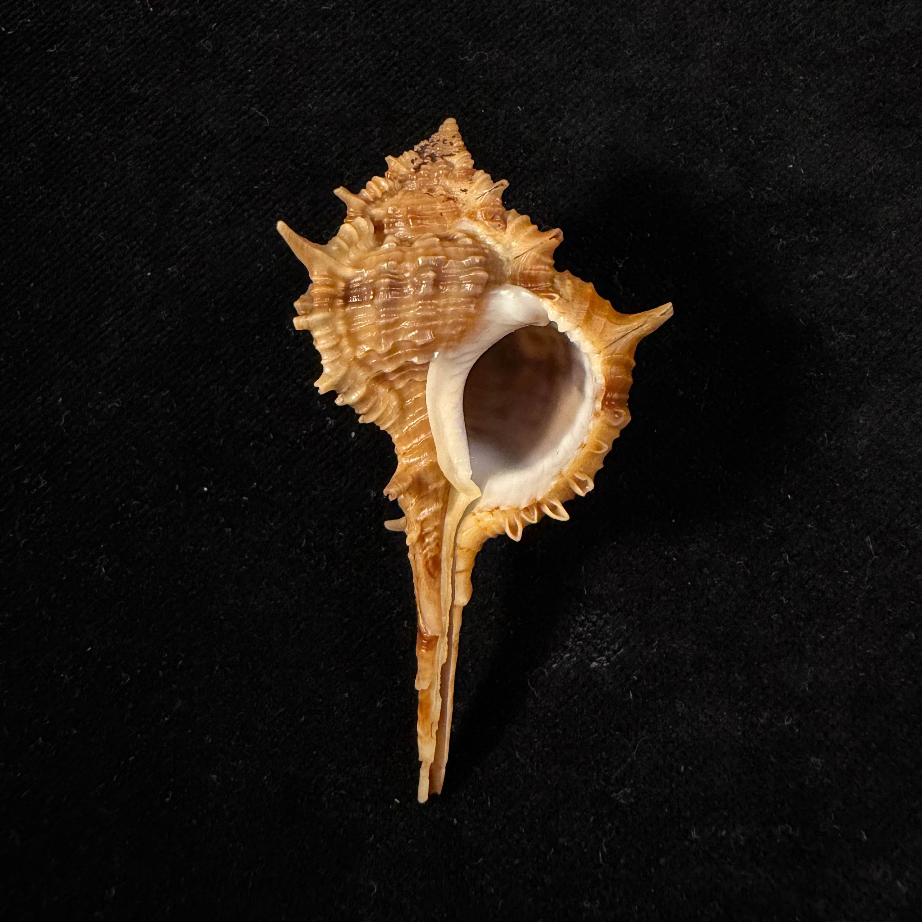 Vokesimurex cf. garciai (Petuch, 1987) - 62mm