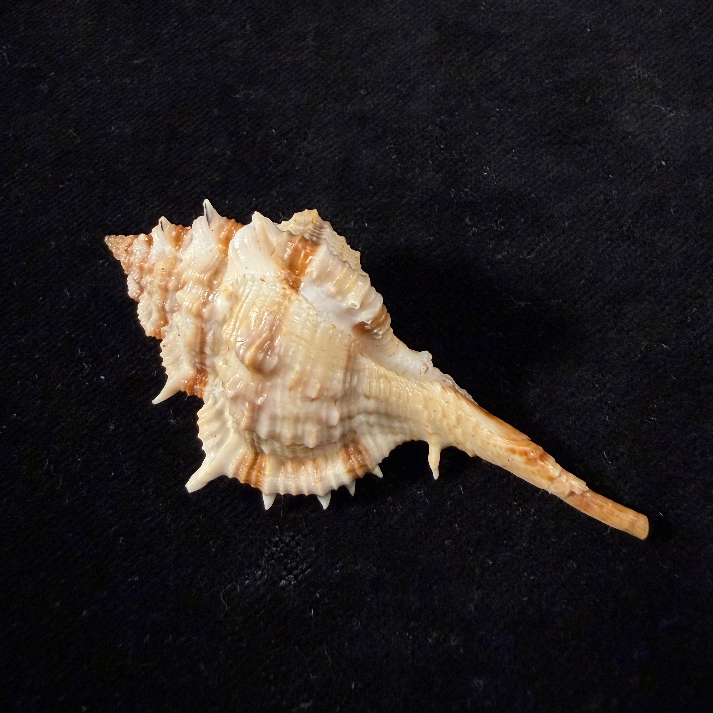 Vokesimurex garciai (Petuch, 1987) - 65mm