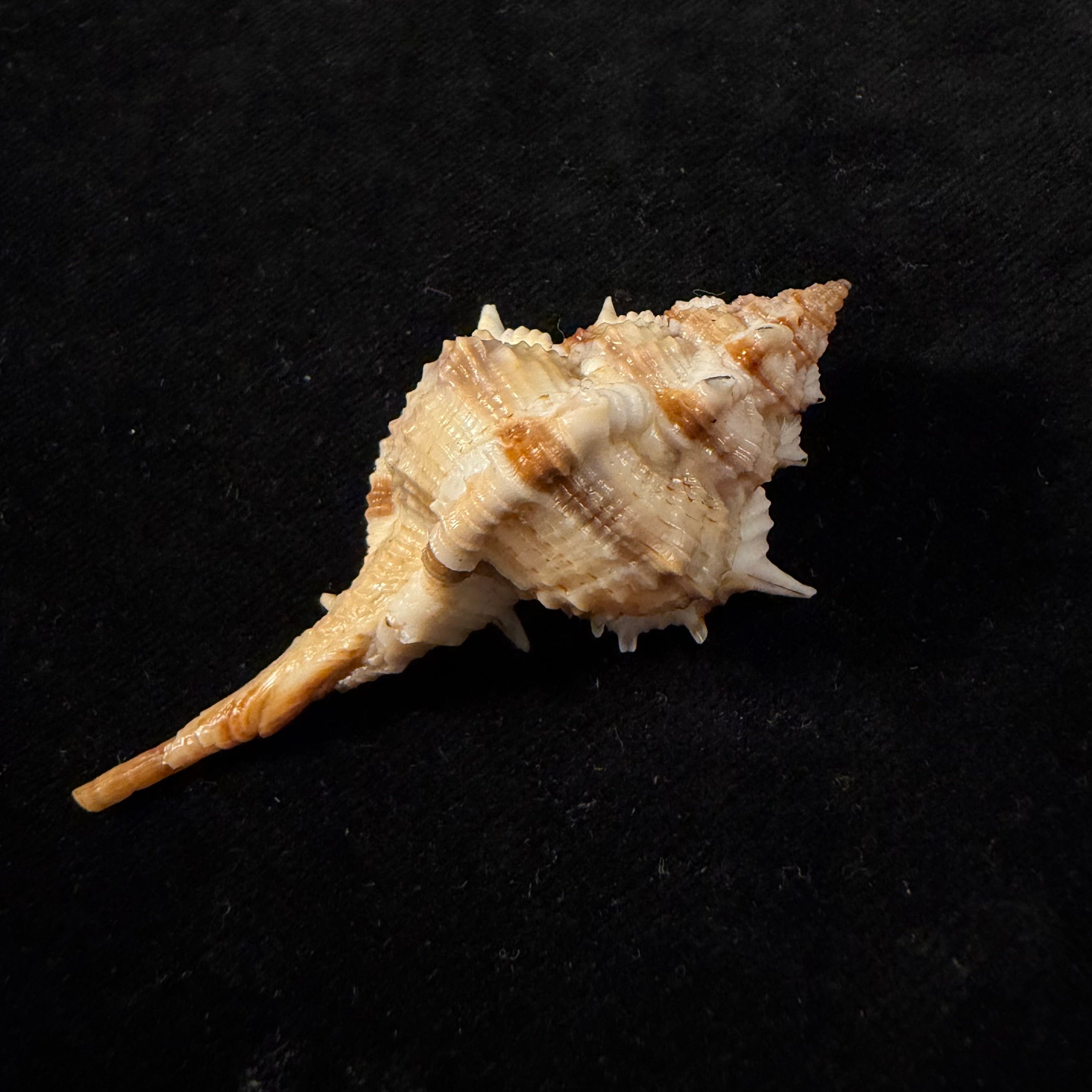 Vokesimurex garciai (Petuch, 1987) - 65mm
