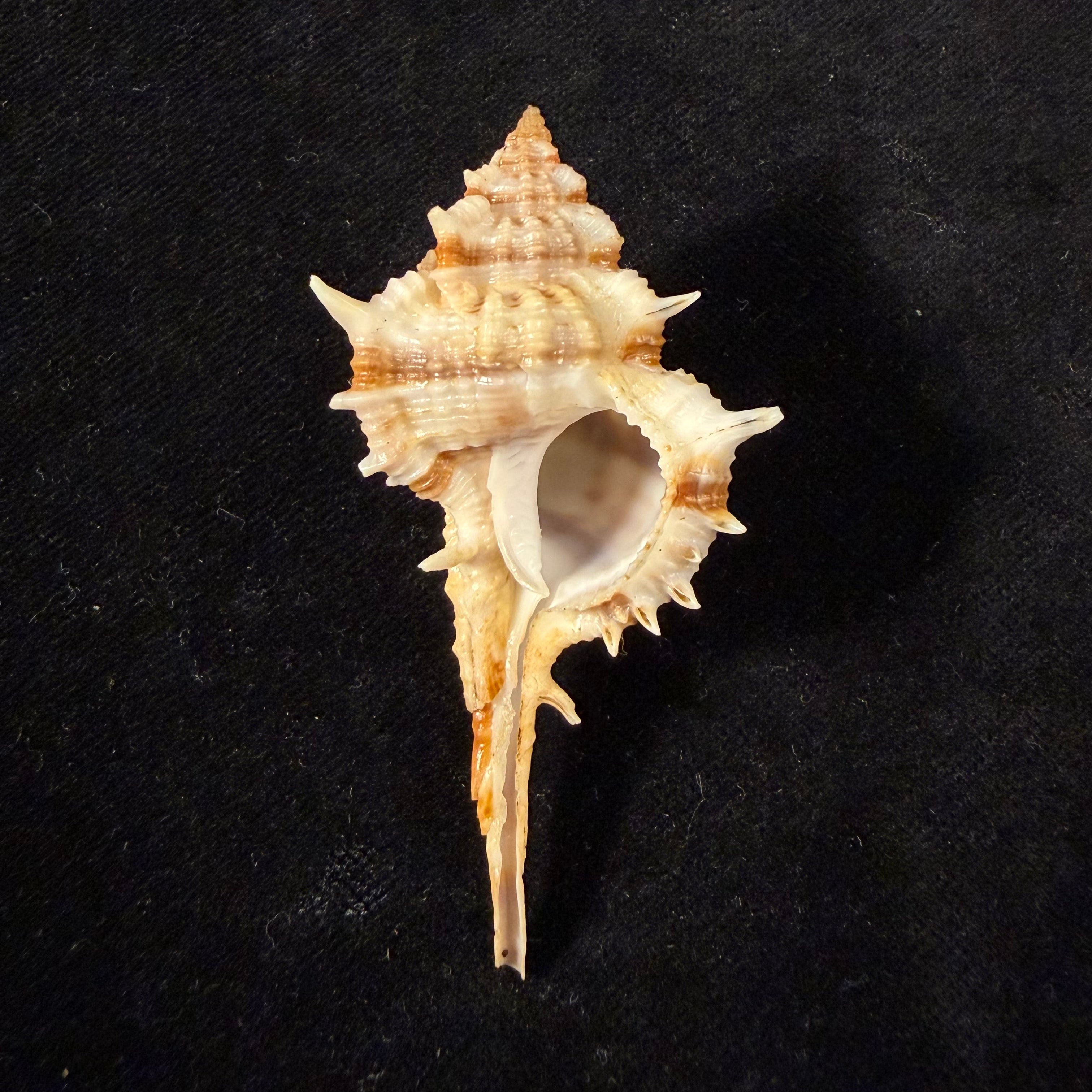 Vokesimurex garciai (Petuch, 1987) - 65mm