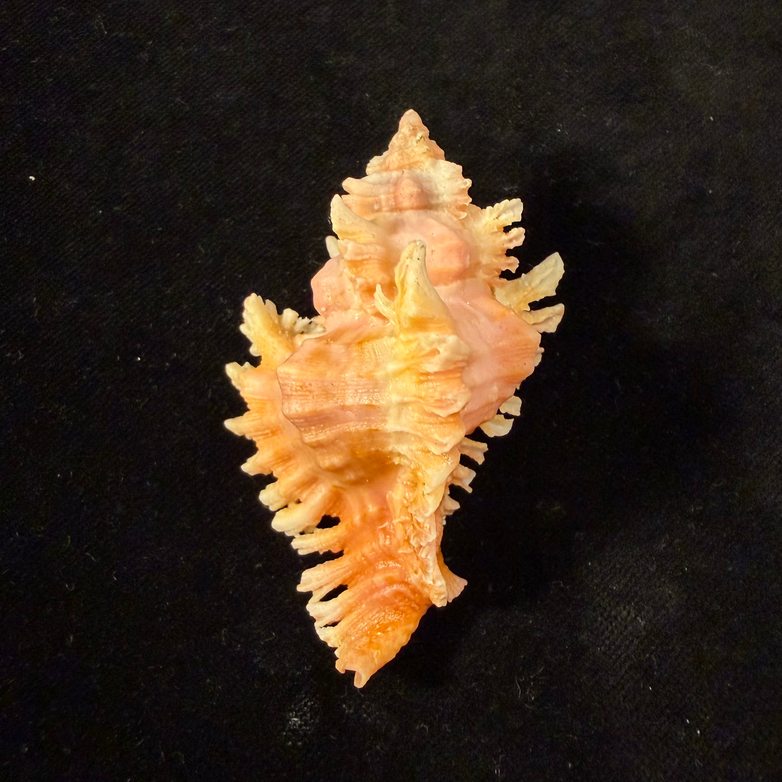 Chicoreus emilyae Petuch, 1987 - 68mm