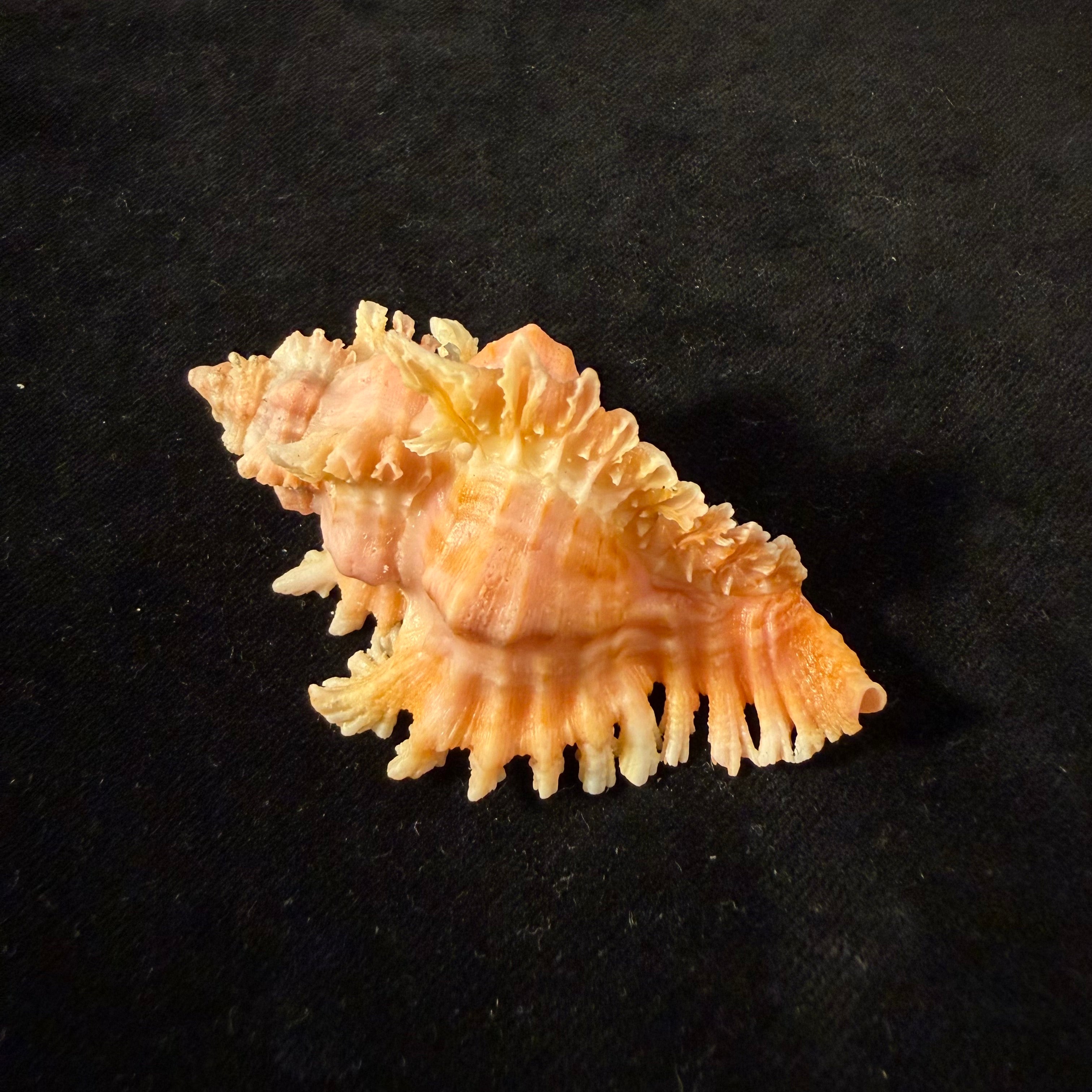 Chicoreus emilyae Petuch, 1987 - 68mm