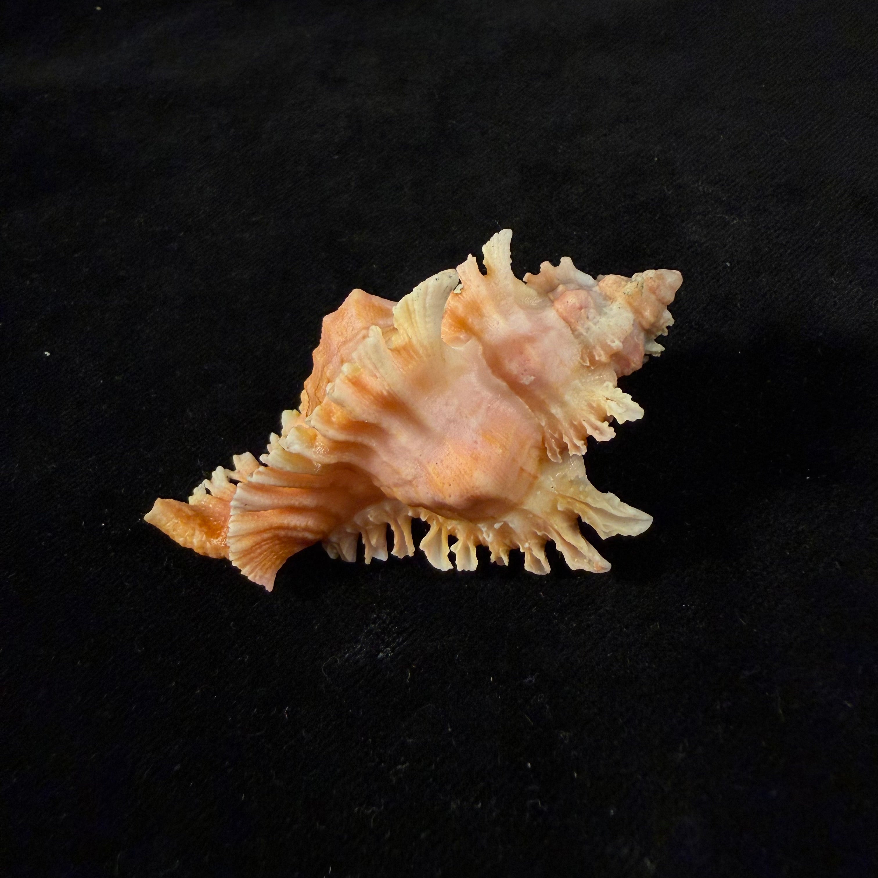 Chicoreus emilyae Petuch, 1987 - 68mm