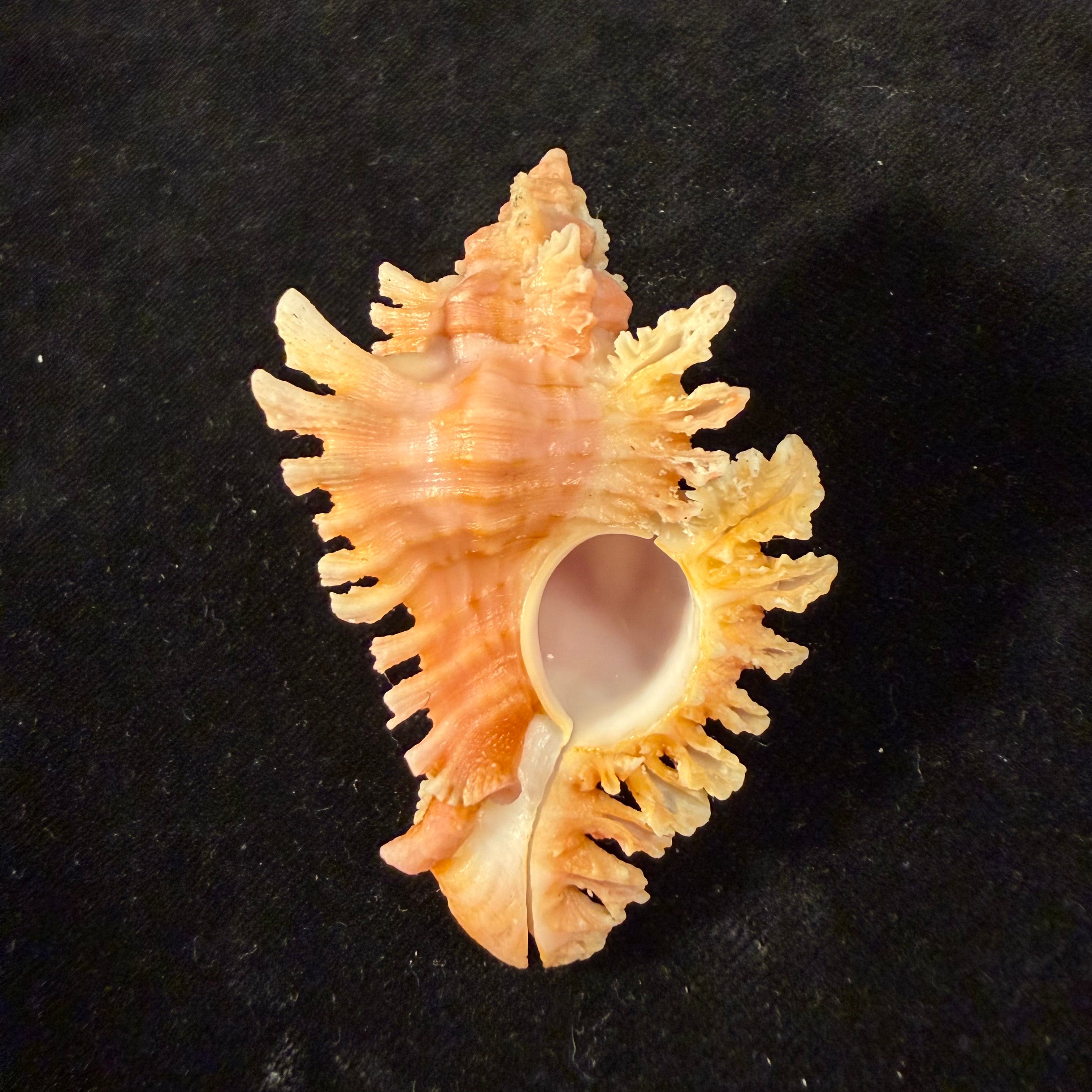Chicoreus emilyae Petuch, 1987 - 68mm