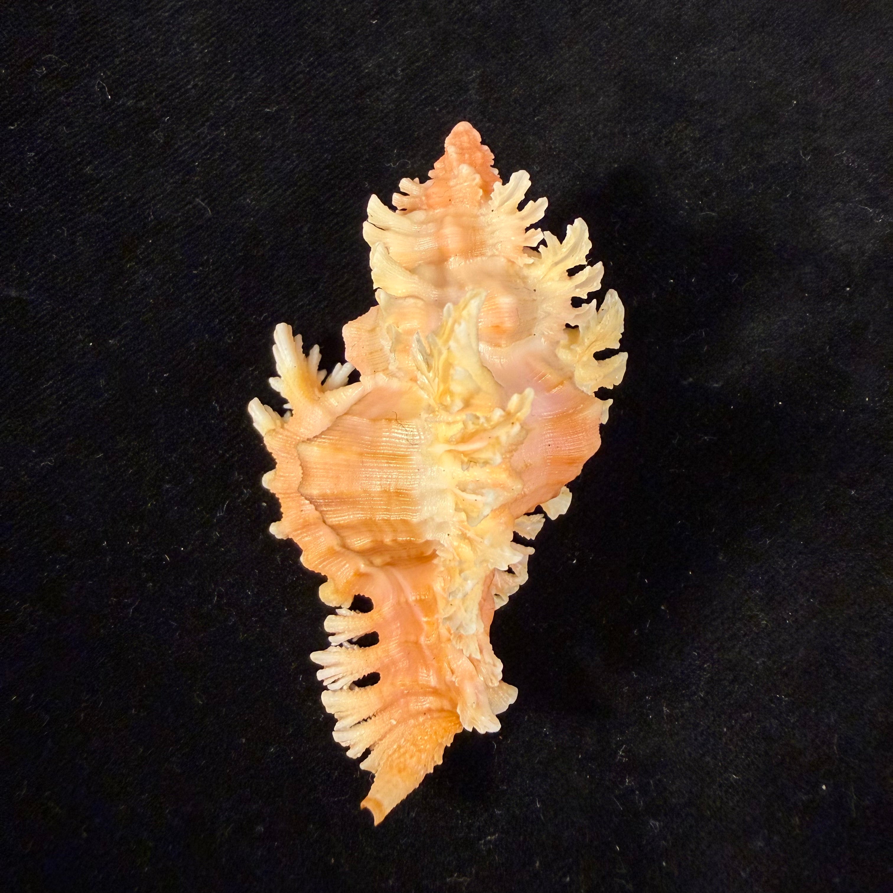 Chicoreus emilyae Petuch, 1987 - 68,5mm