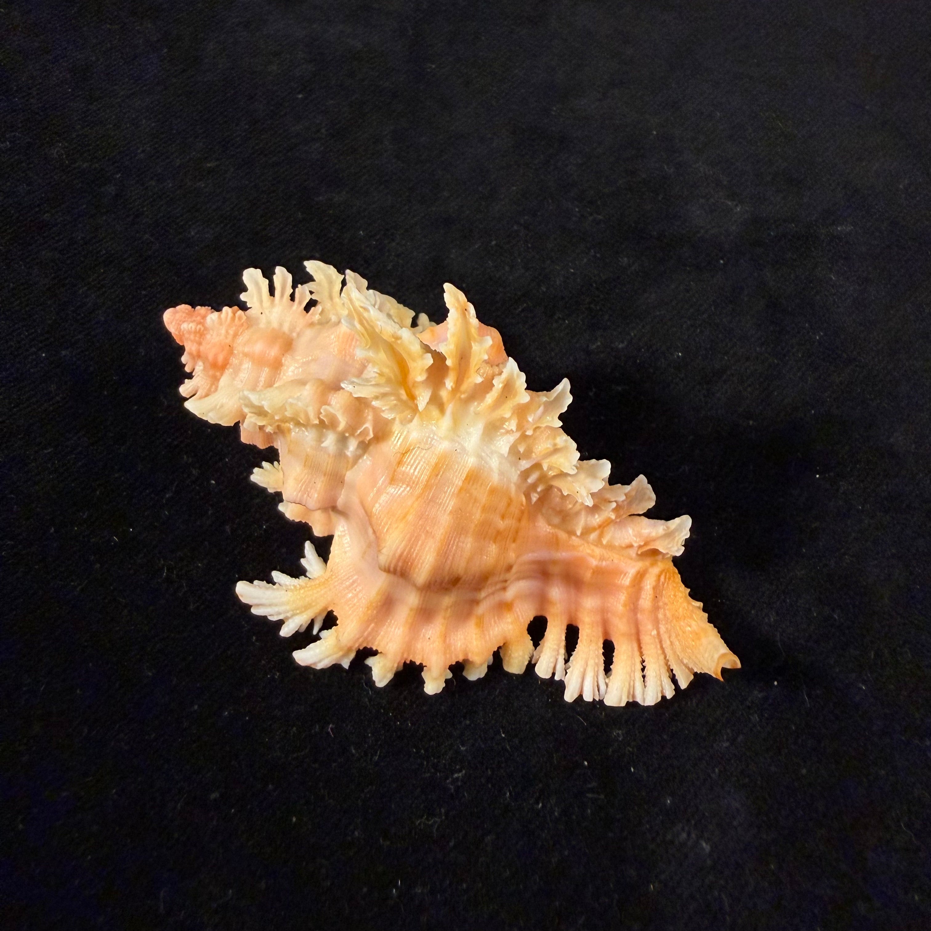 Chicoreus emilyae Petuch, 1987 - 68,5mm