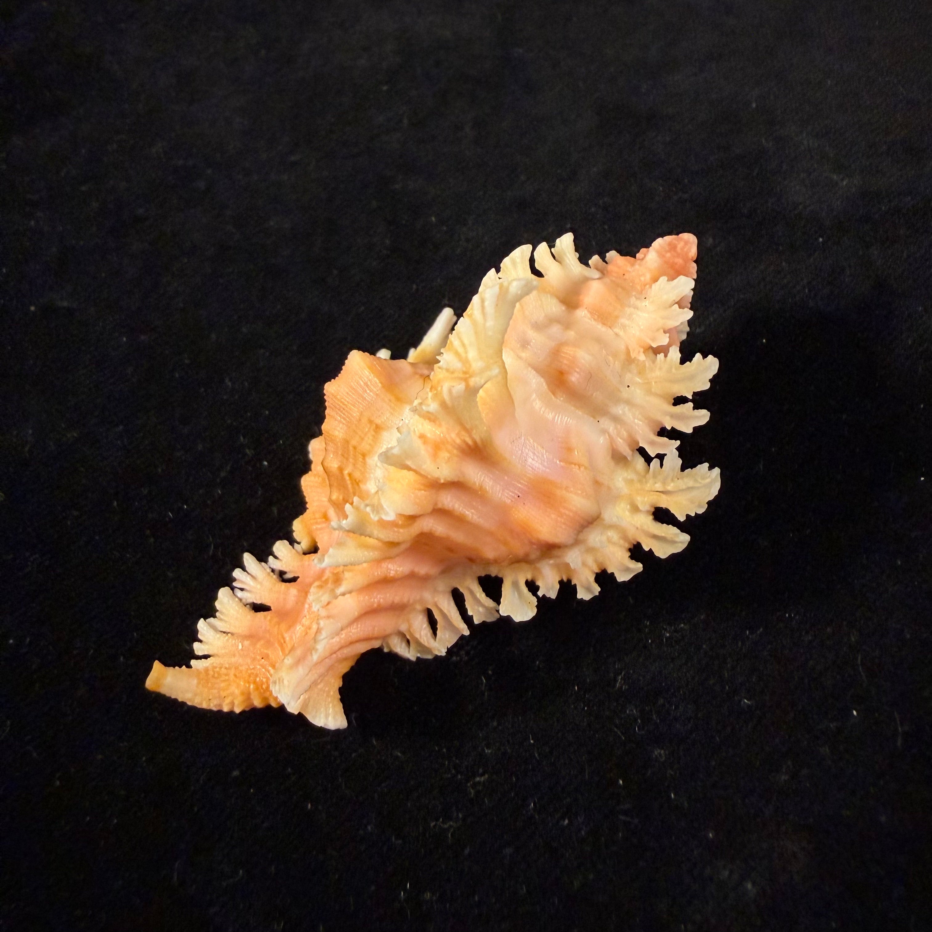 Chicoreus emilyae Petuch, 1987 - 68,5mm