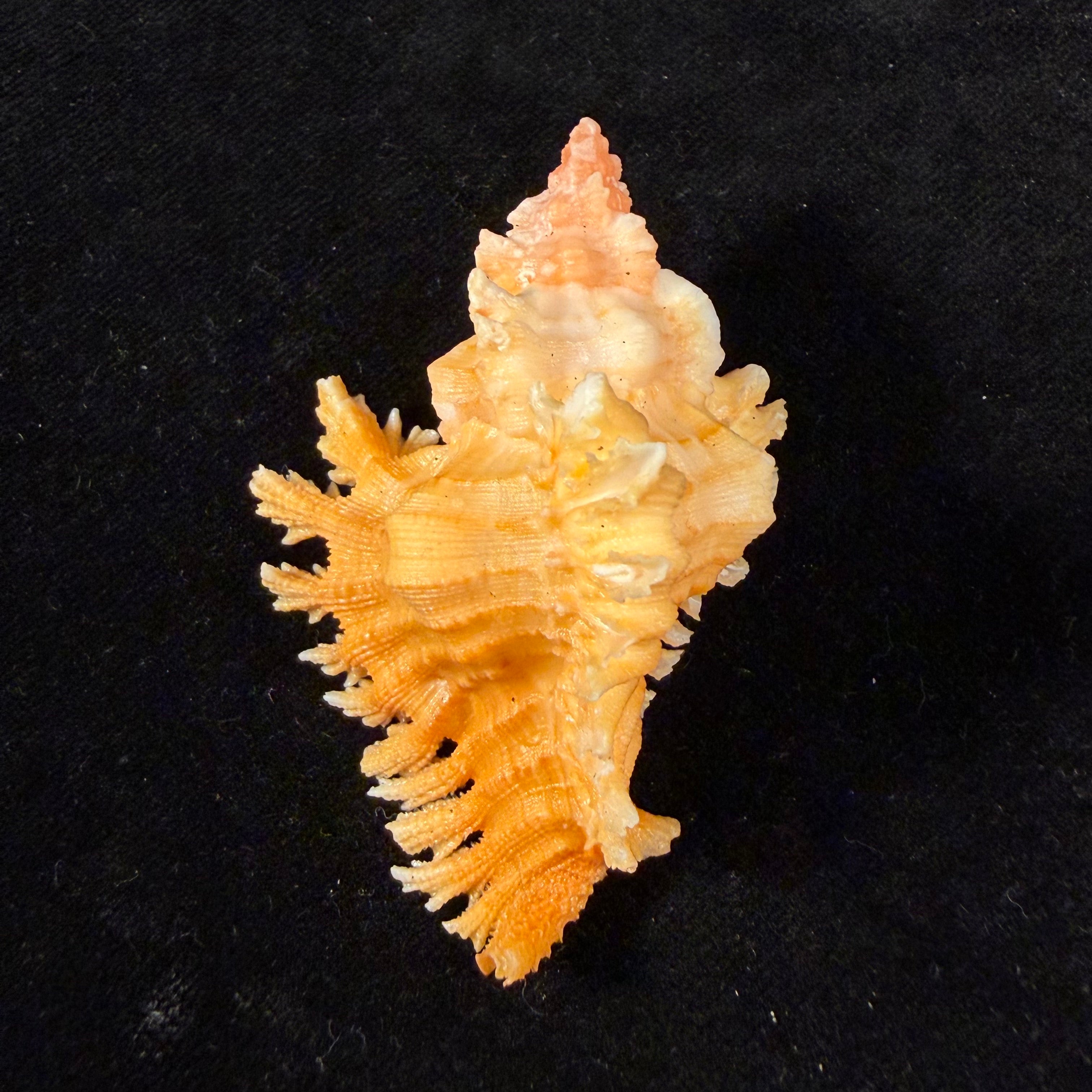 Chicoreus rachelcarsonae Petuch, 1987 - 61,6mm