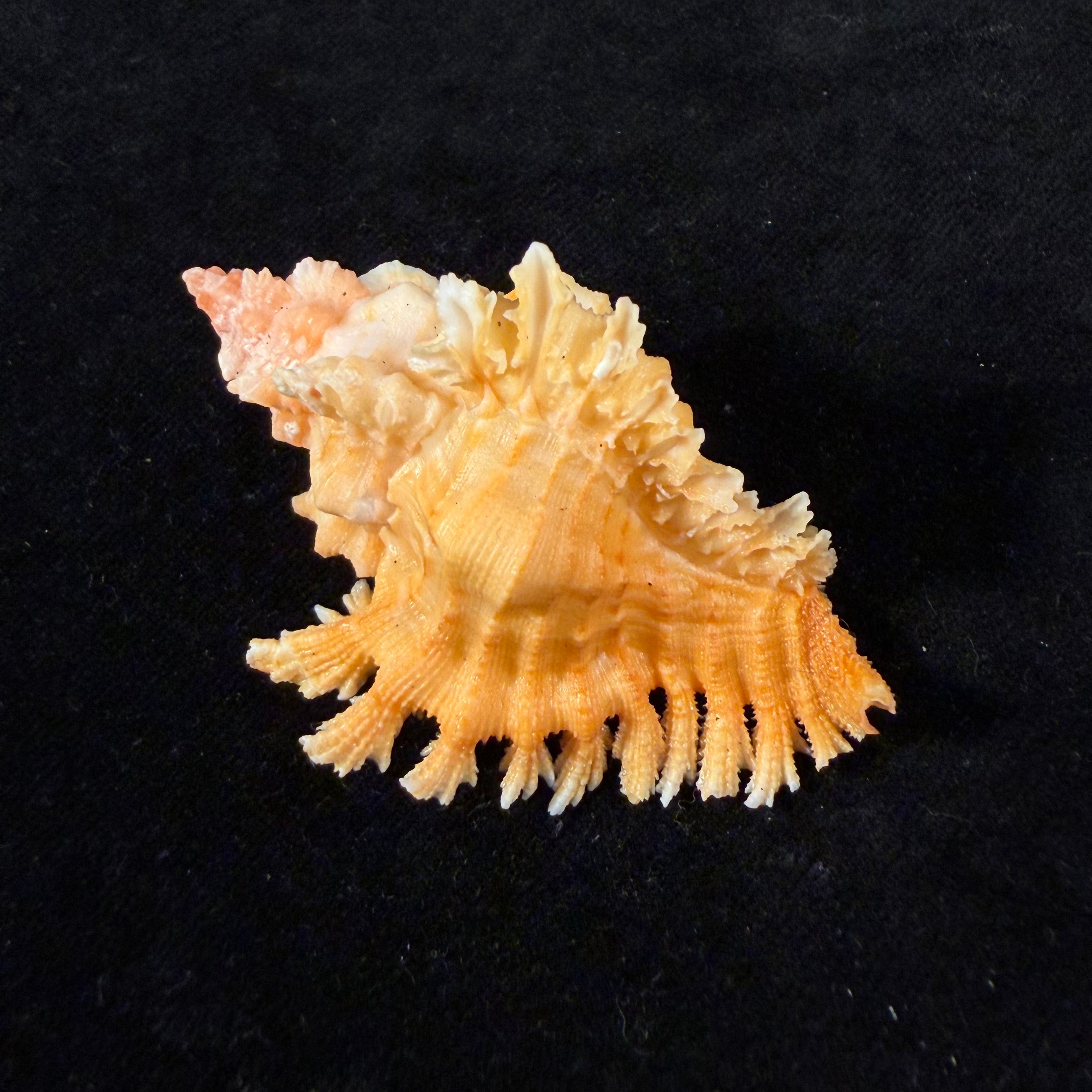 Chicoreus rachelcarsonae Petuch, 1987 - 61,6mm