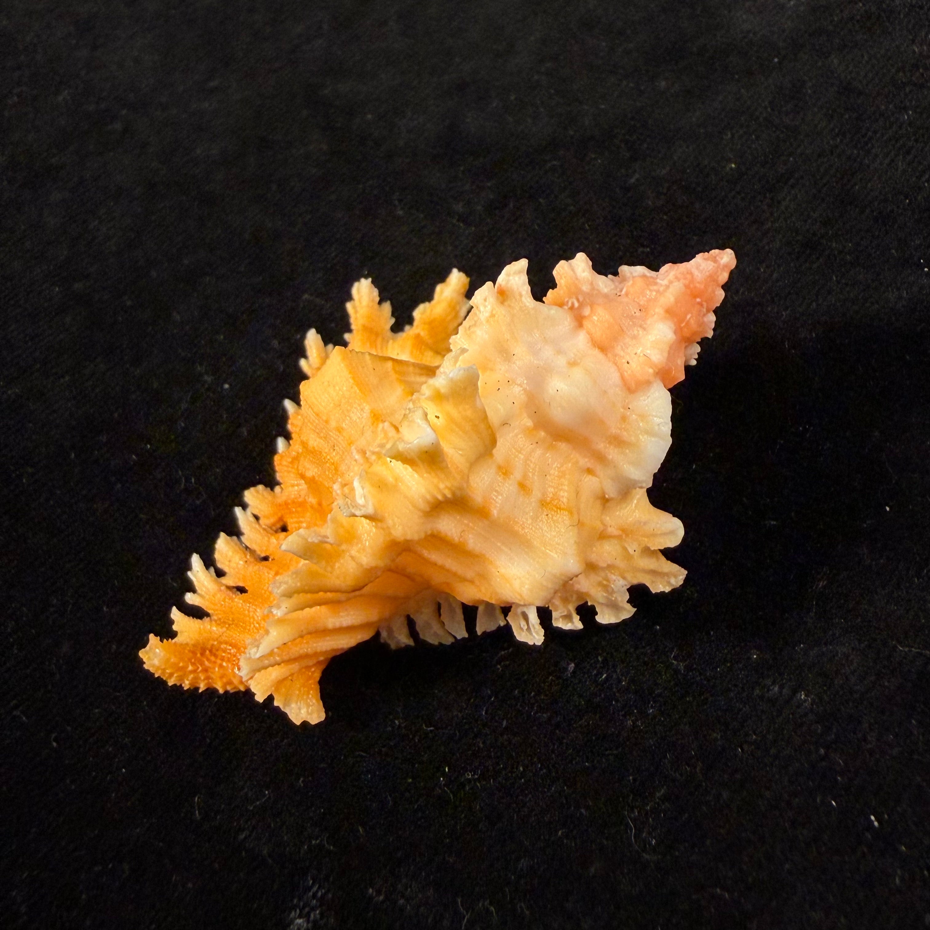 Chicoreus rachelcarsonae Petuch, 1987 - 61,6mm