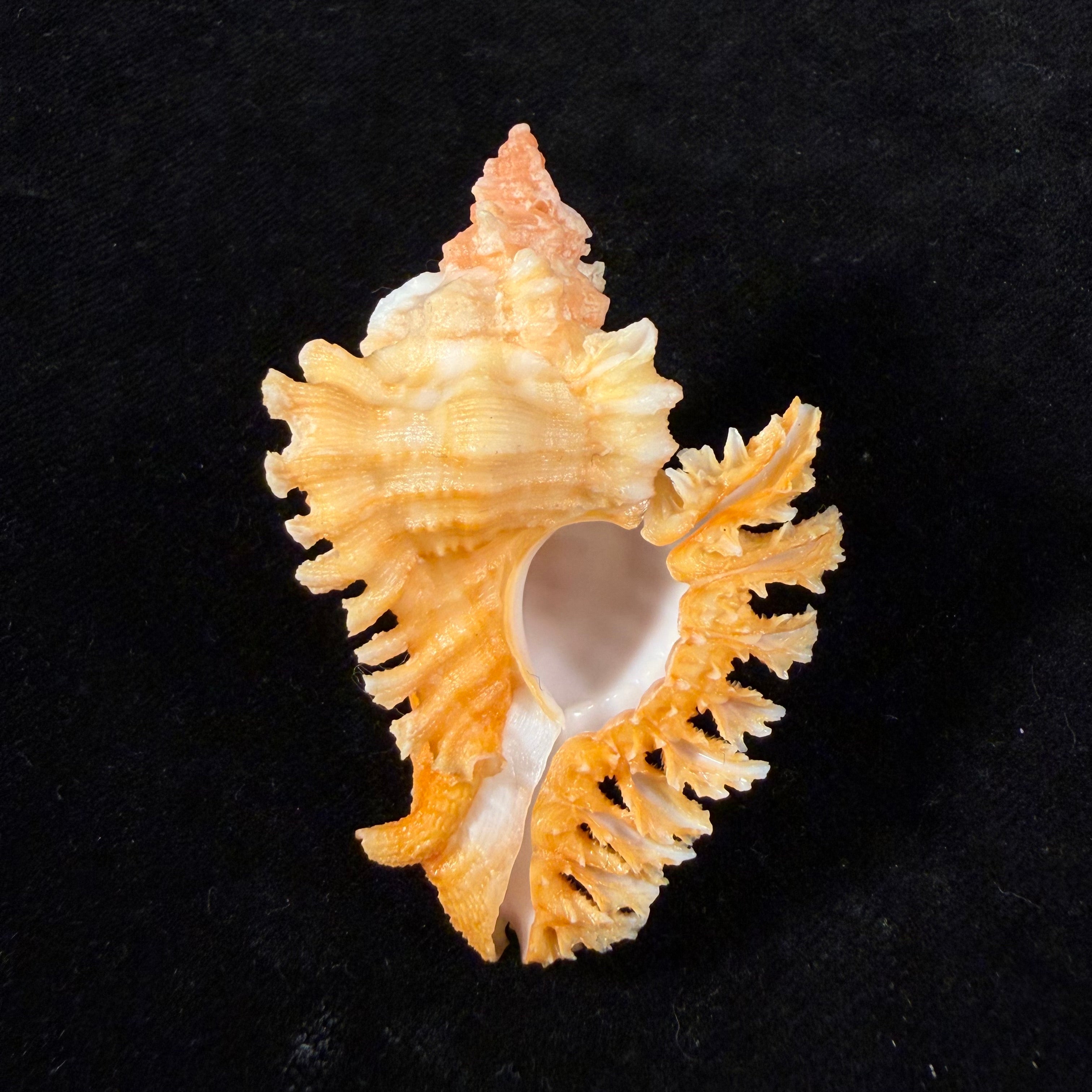 Chicoreus rachelcarsonae Petuch, 1987 - 61,6mm