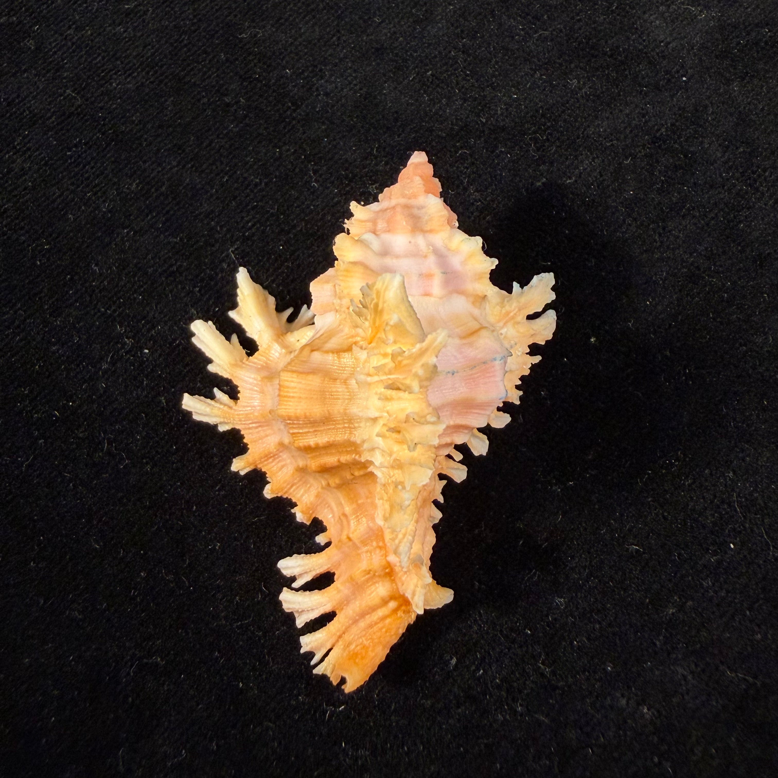 Chicoreus emilyae Petuch, 1987 - 53,4mm