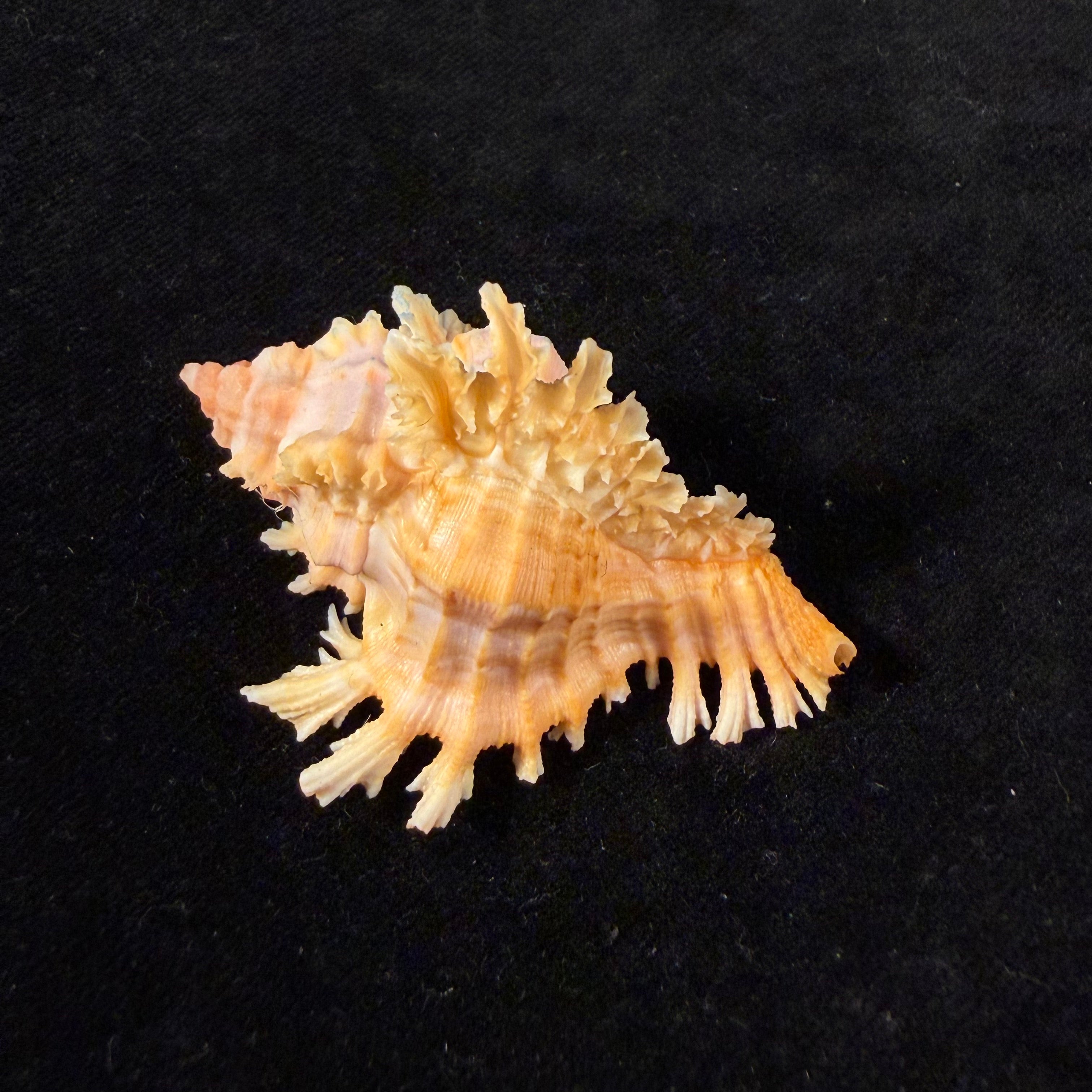 Chicoreus emilyae Petuch, 1987 - 53,4mm