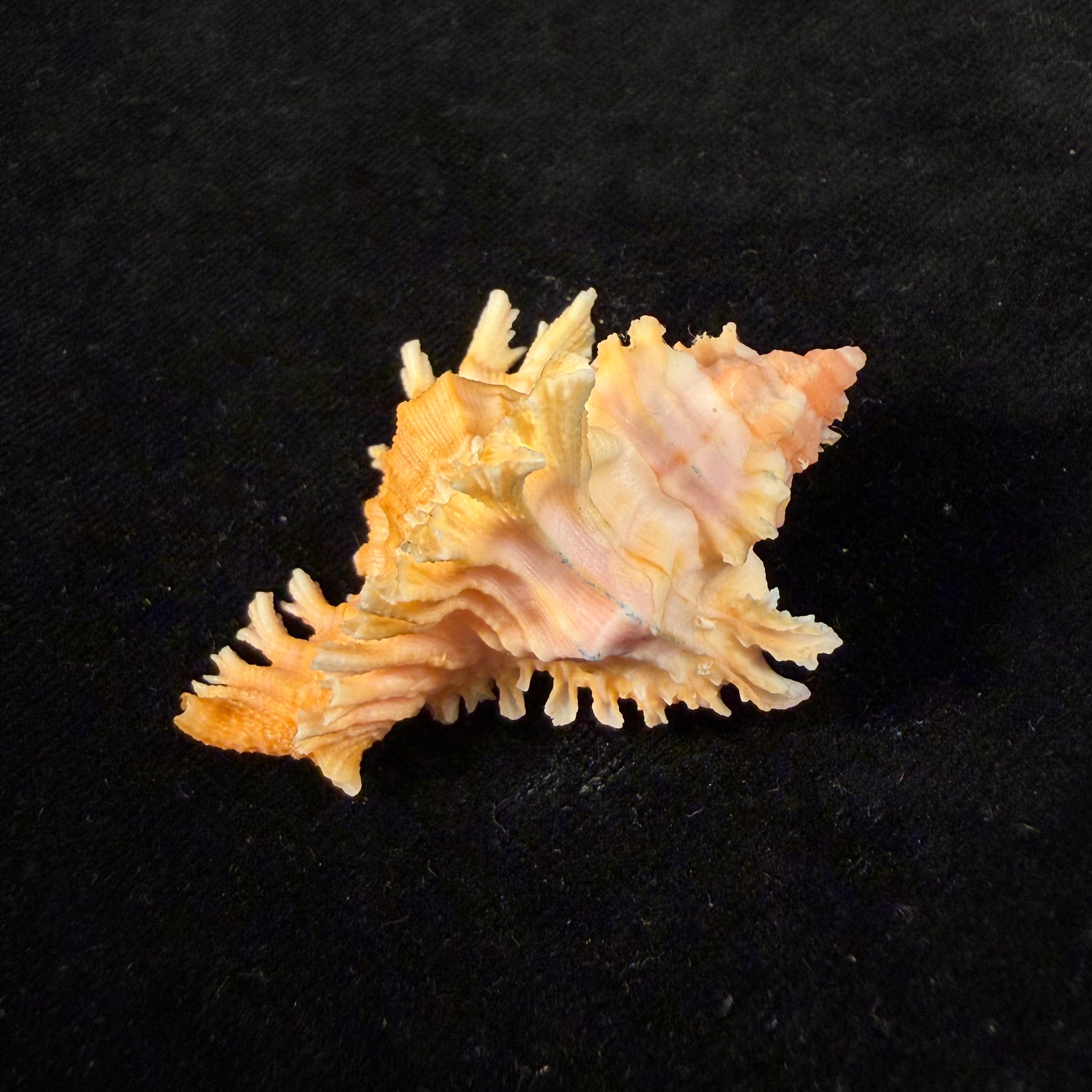 Chicoreus emilyae Petuch, 1987 - 53,4mm
