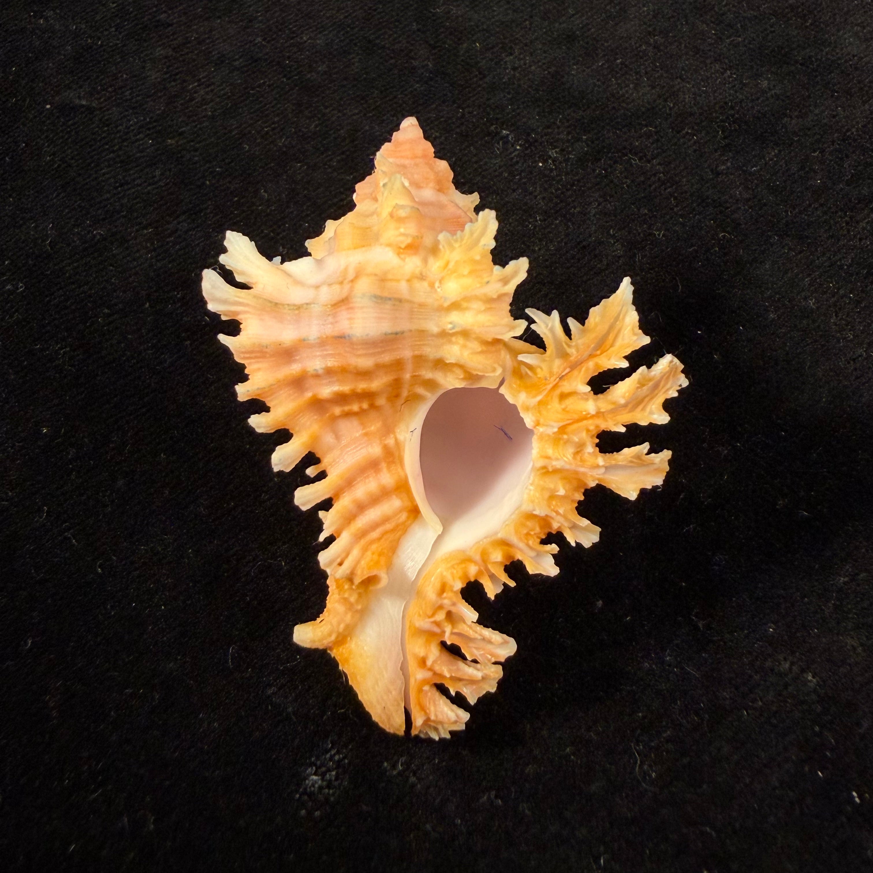 Chicoreus emilyae Petuch, 1987 - 53,4mm