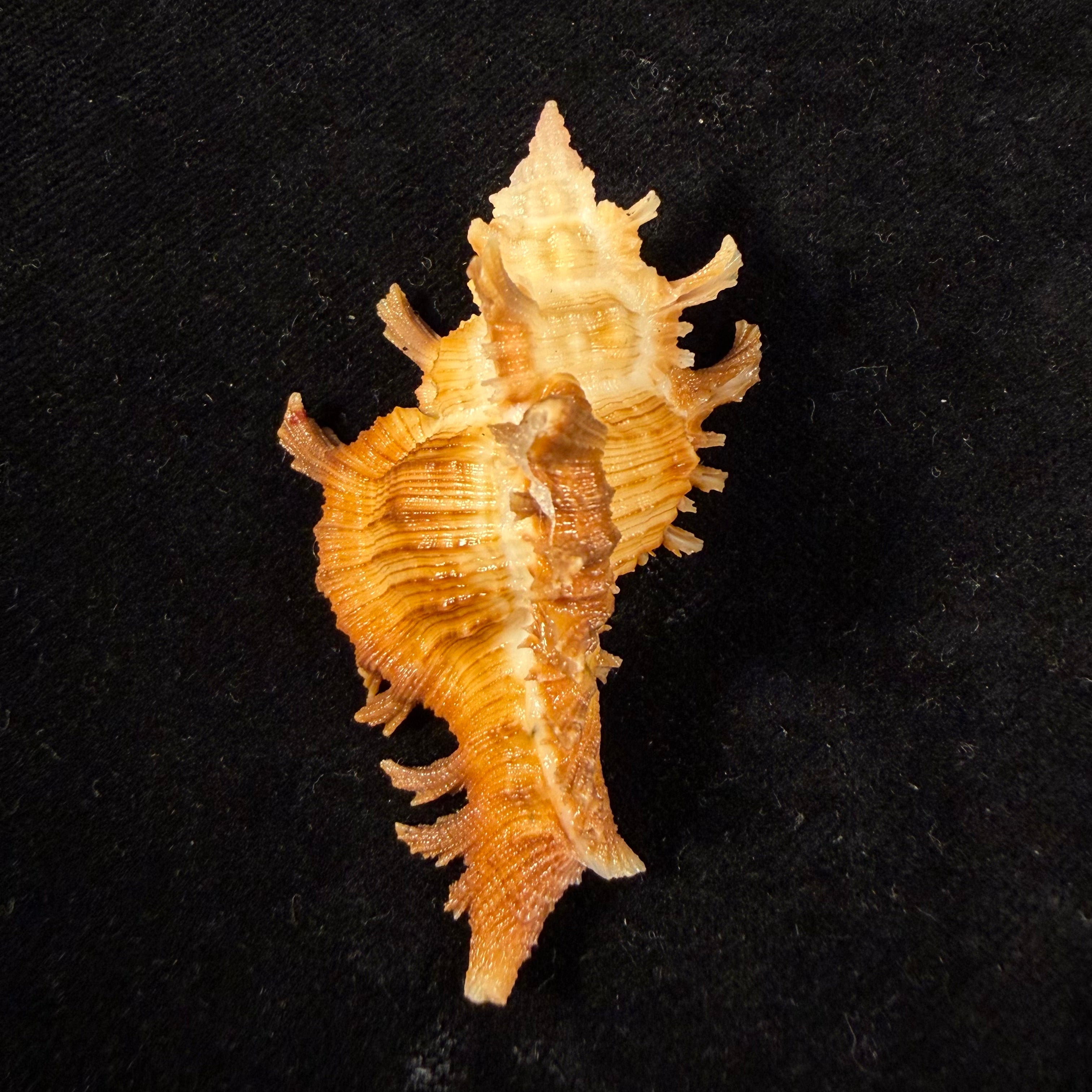 Chicoreus hilli Petuch, 1990 - 57,7mm