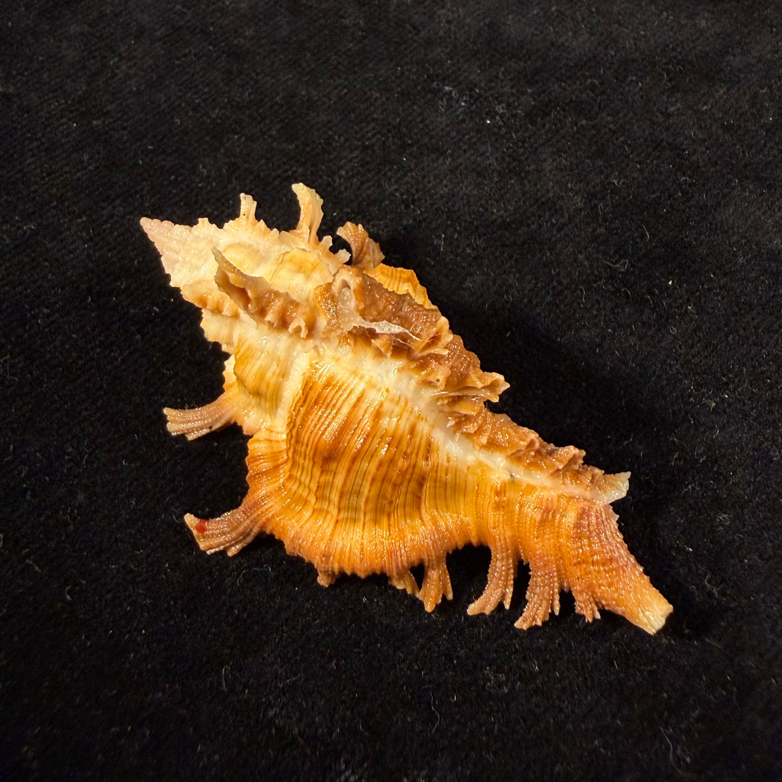 Chicoreus hilli Petuch, 1990 - 57,7mm