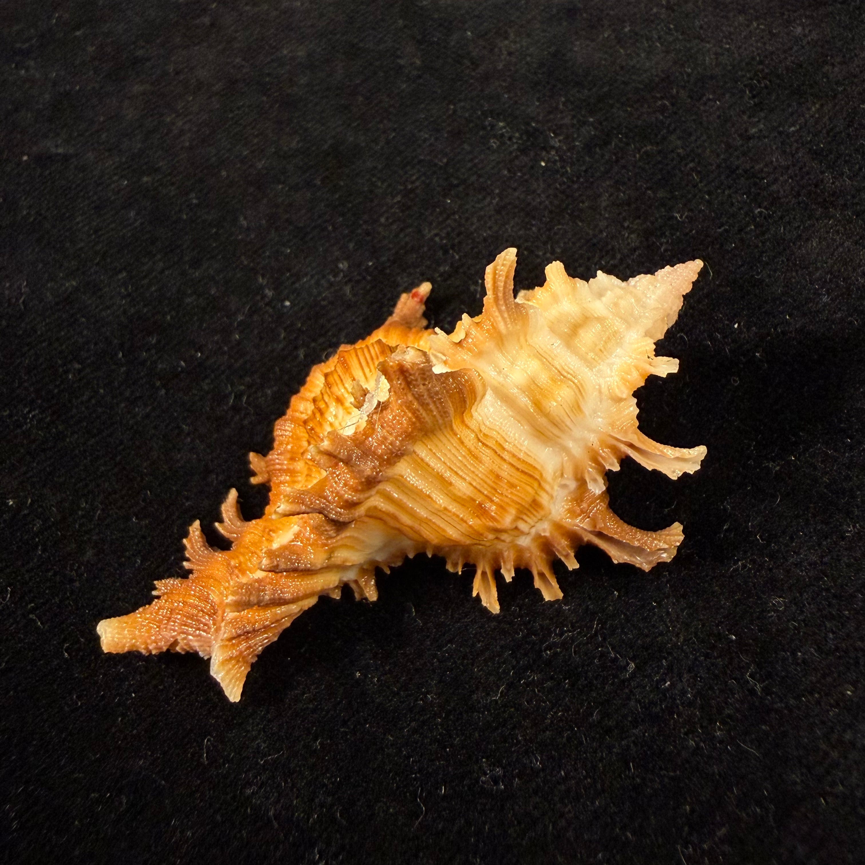 Chicoreus hilli Petuch, 1990 - 57,7mm