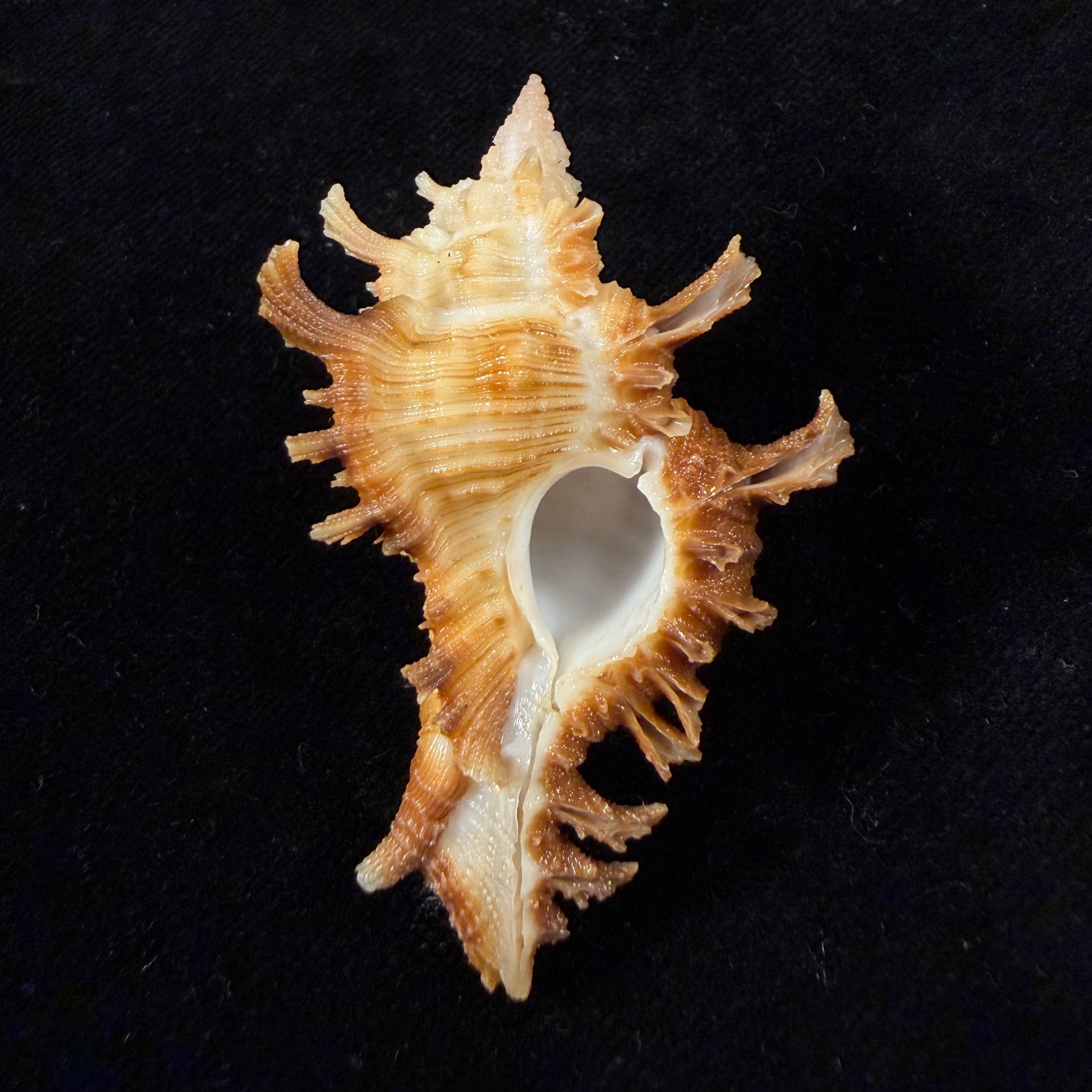 Chicoreus hilli Petuch, 1990 - 57,7mm