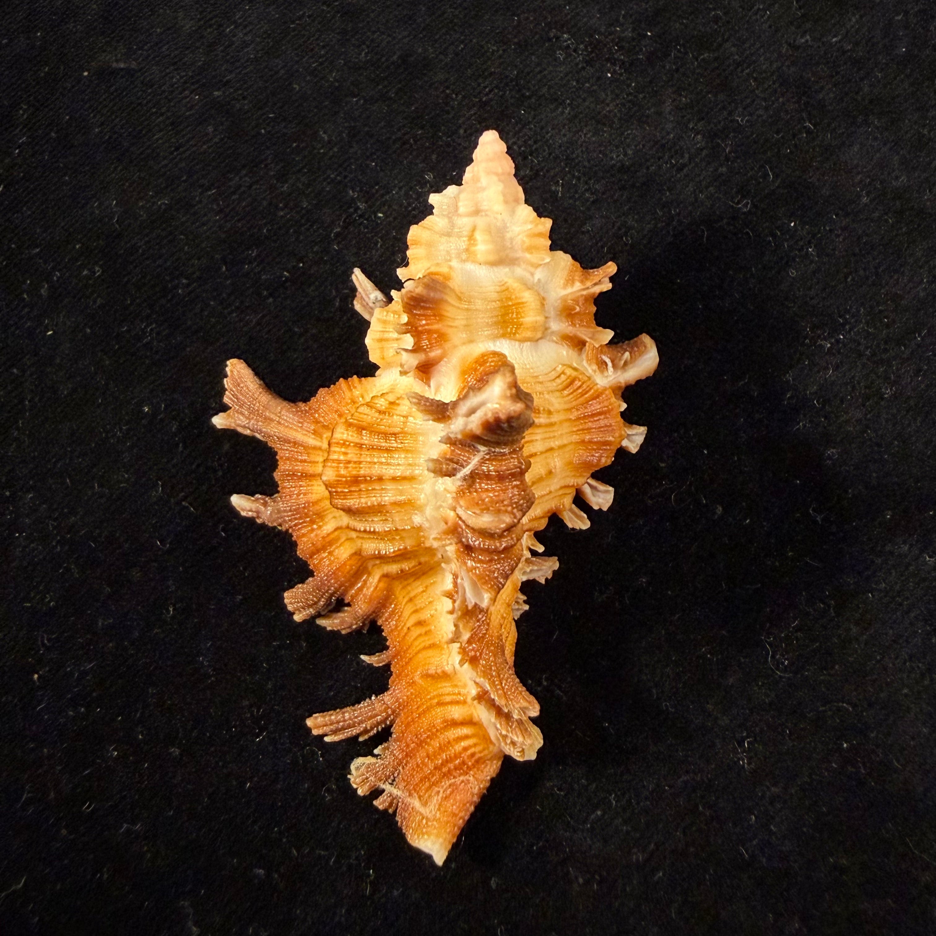 Chicoreus hilli Petuch, 1990 - 62mm