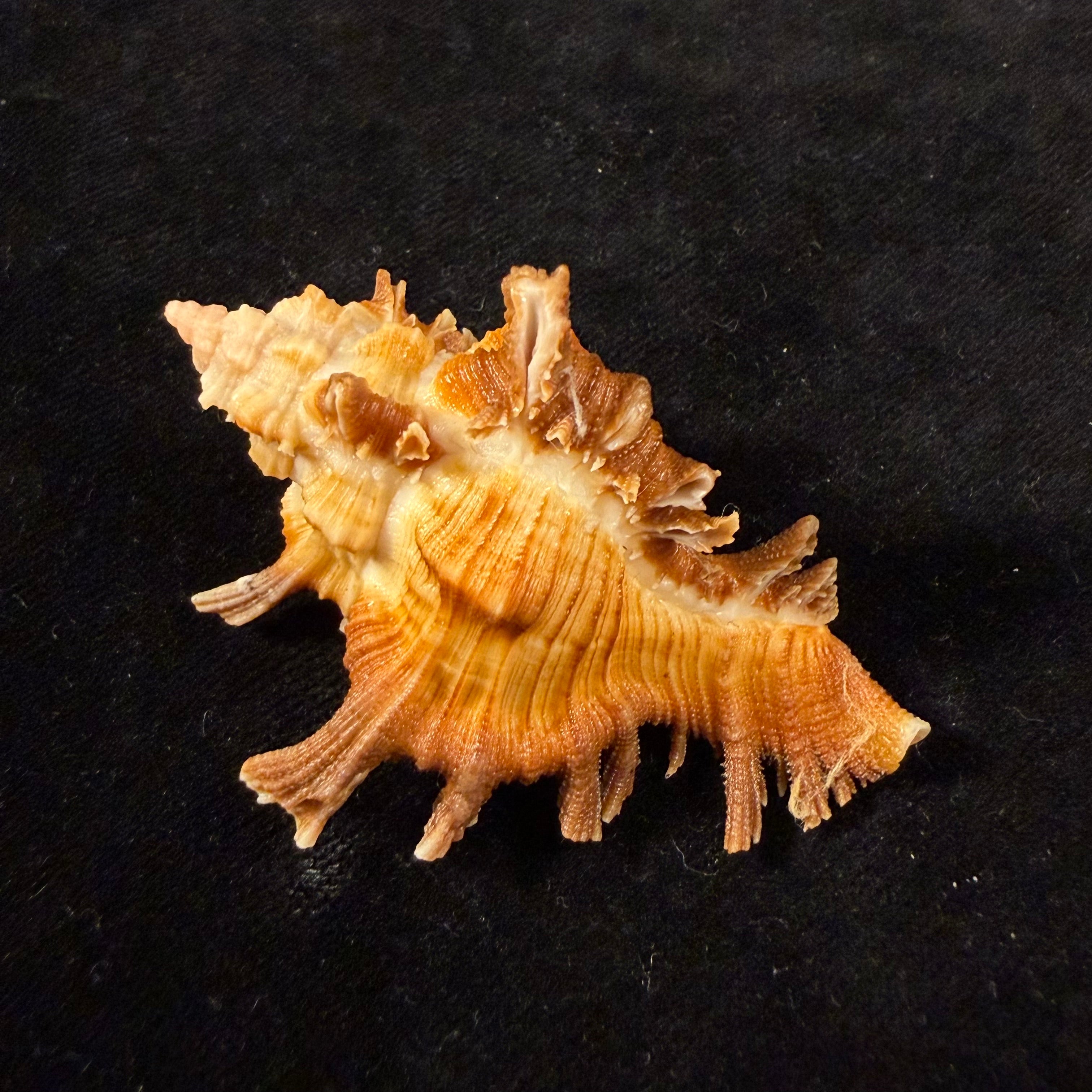 Chicoreus hilli Petuch, 1990 - 62mm