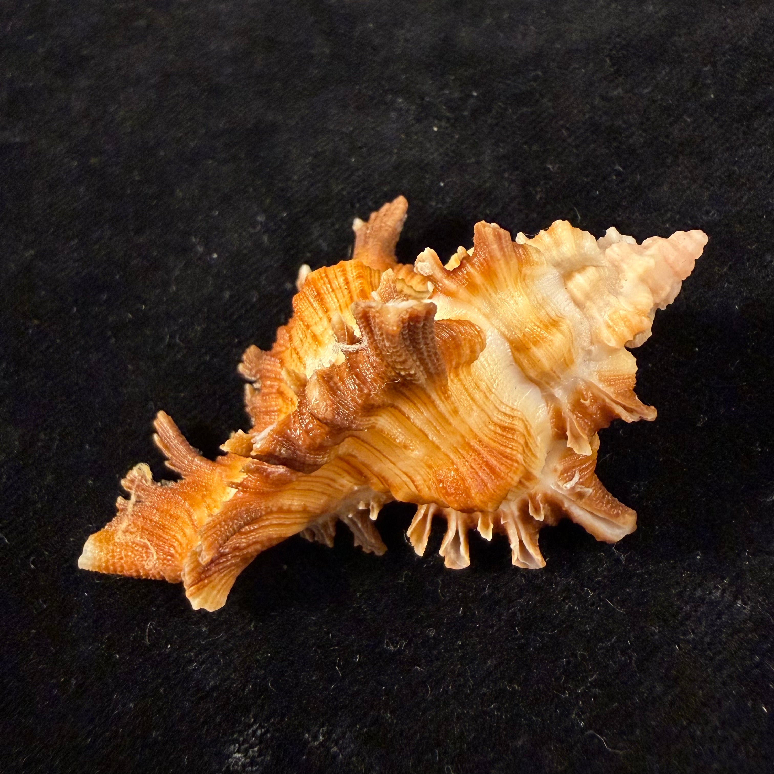 Chicoreus hilli Petuch, 1990 - 62mm
