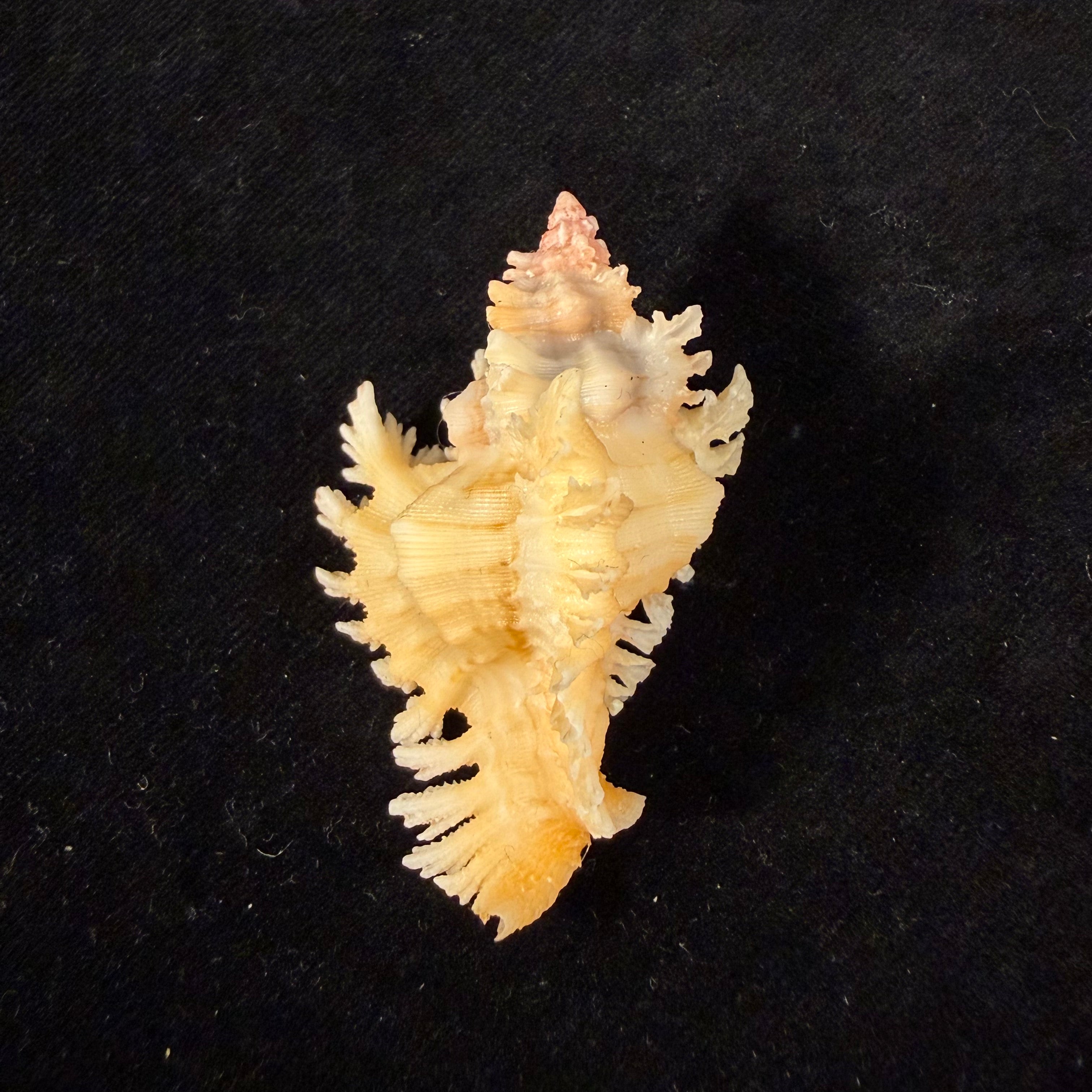 Chicoreus rachelcarsonae Petuch, 1987 - 52,1mm