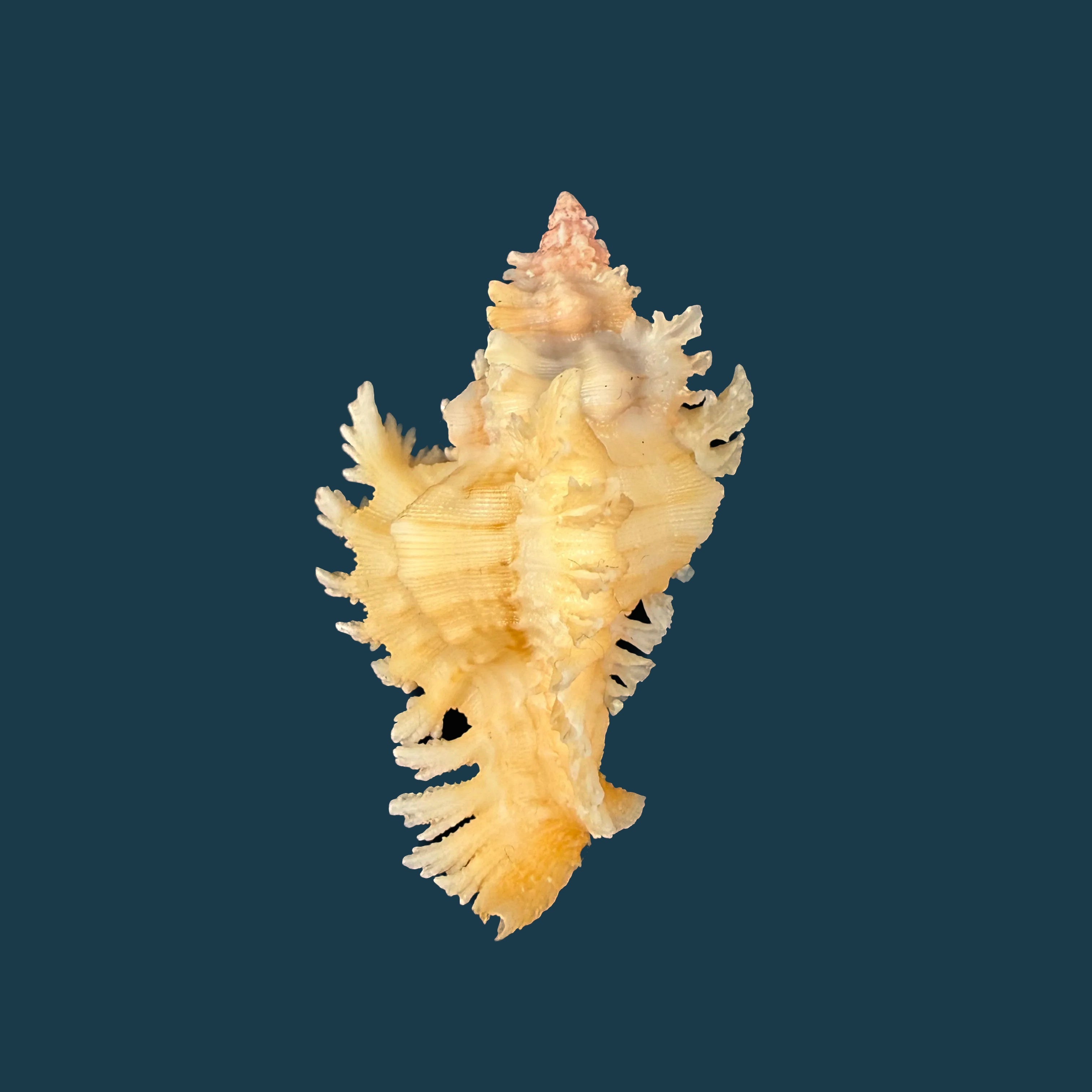 Chicoreus rachelcarsonae Petuch, 1987 - 52,1mm