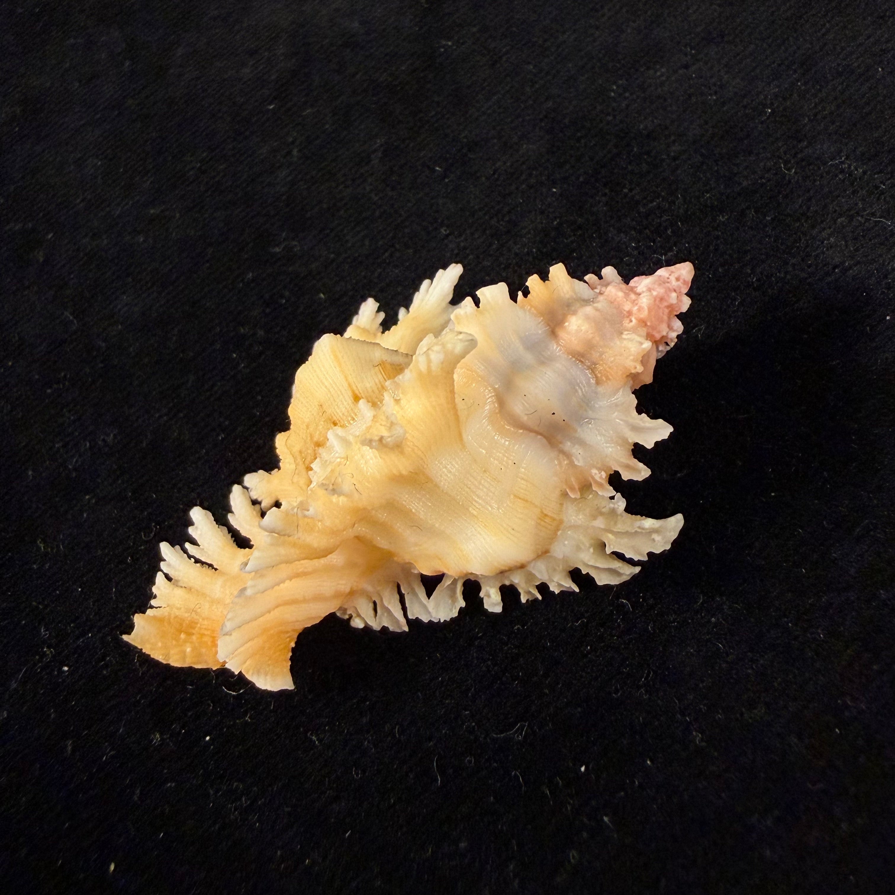 Chicoreus rachelcarsonae Petuch, 1987 - 52,1mm